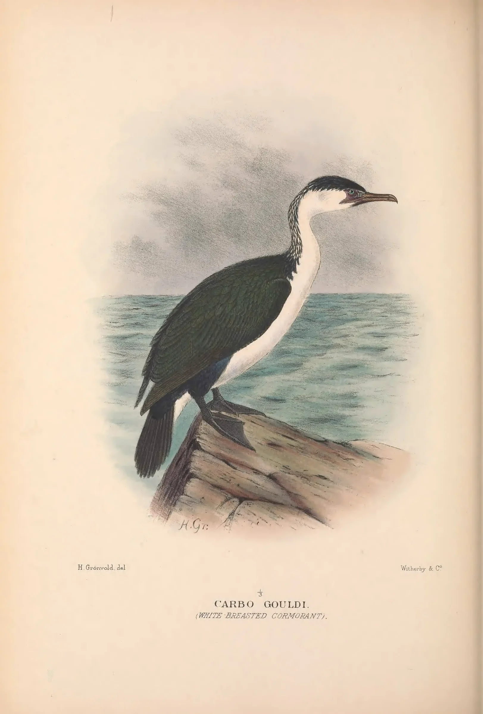 Historical bird plate: Identification needs research