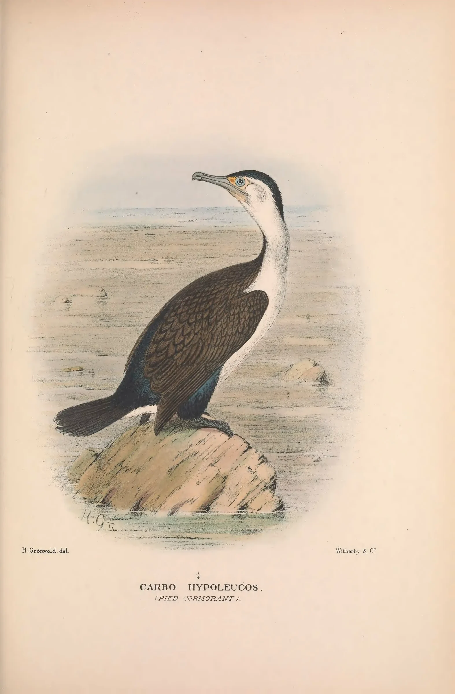 Historical bird plate: Australian Pied Cormorant