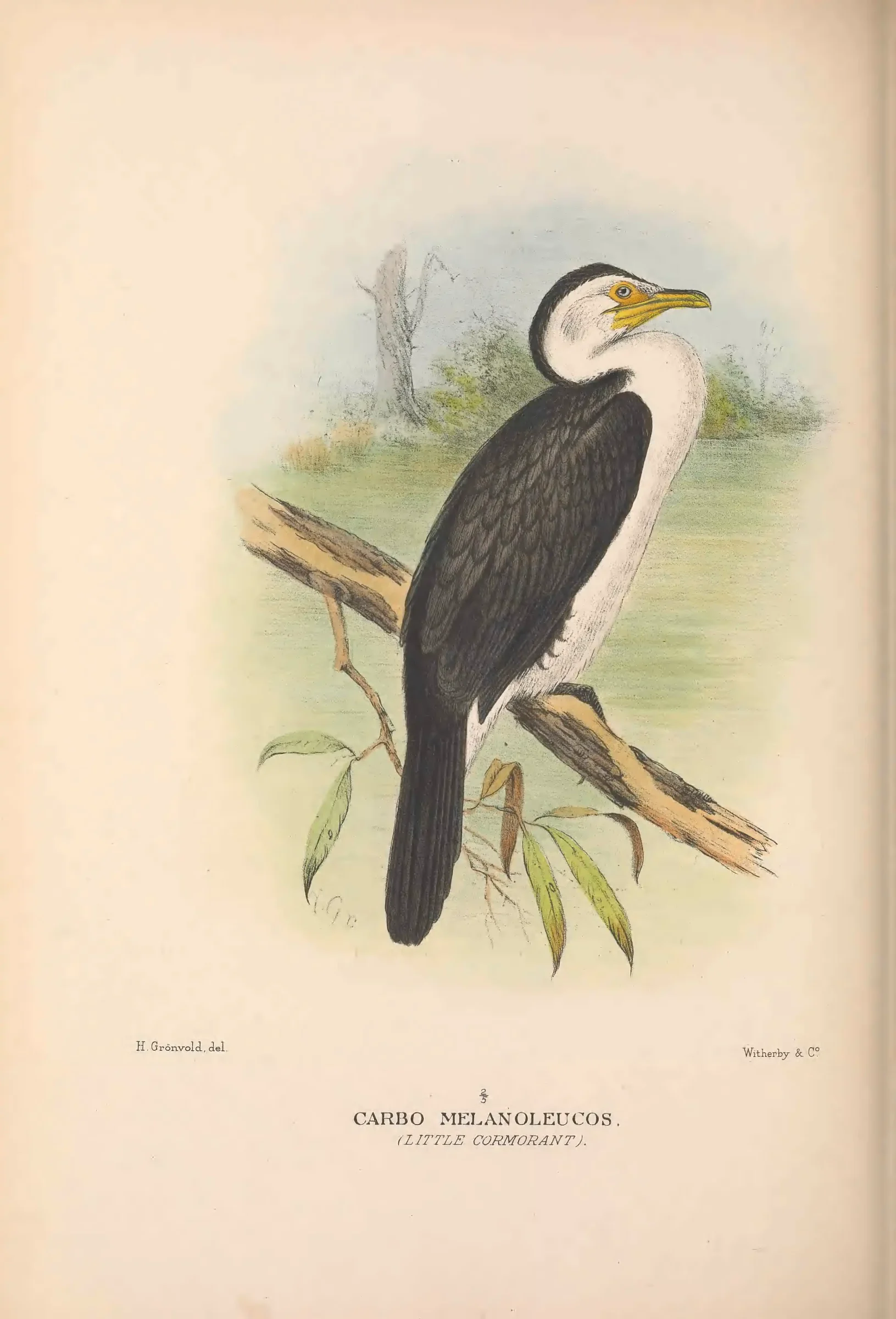 Historical bird plate: Identification needs research