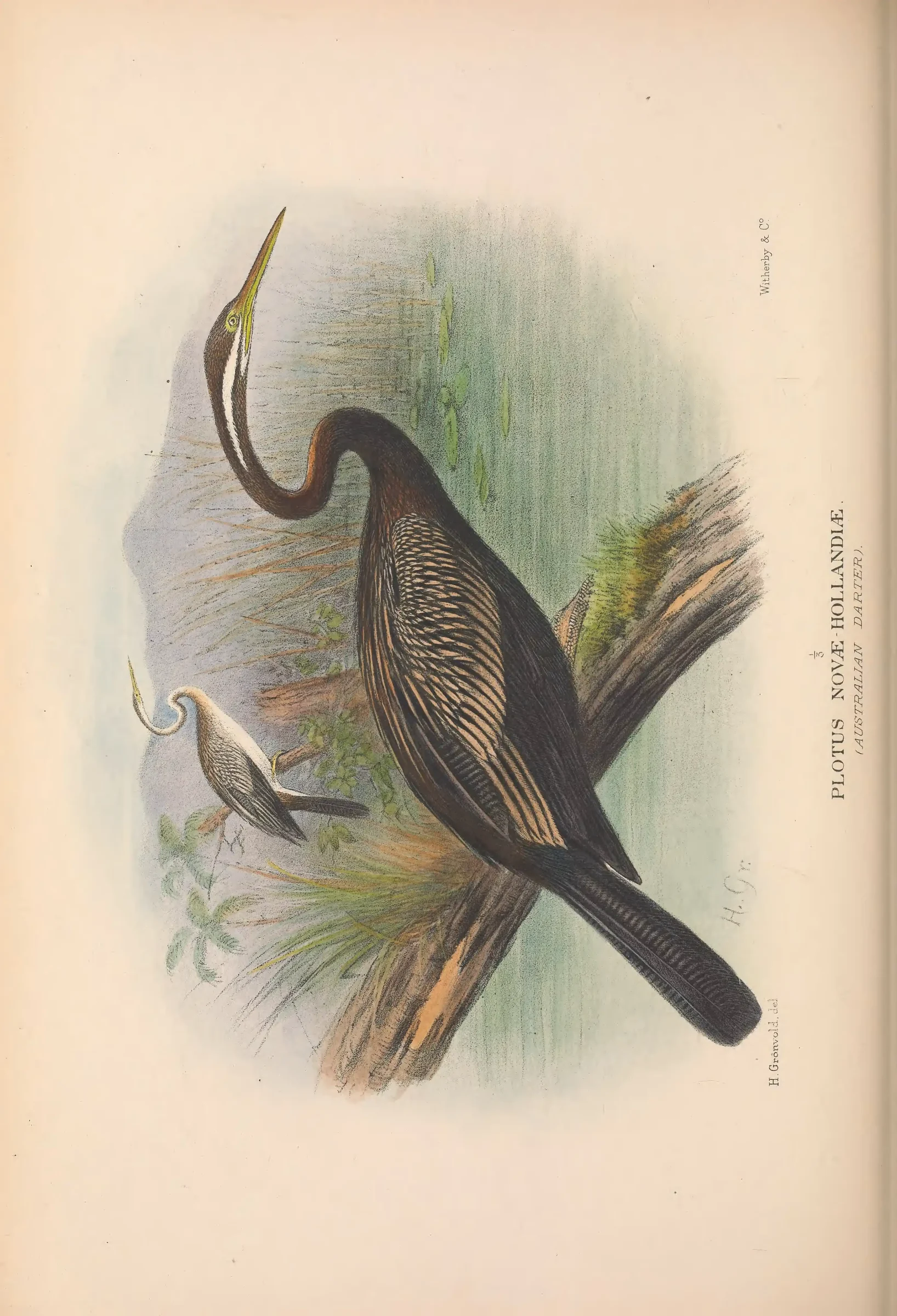 Historical bird plate: Identification needs research