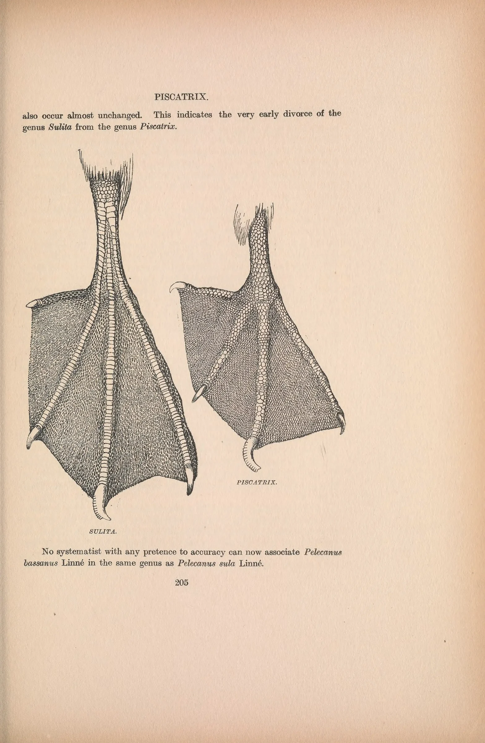 Historical bird plate: Red-footed Booby