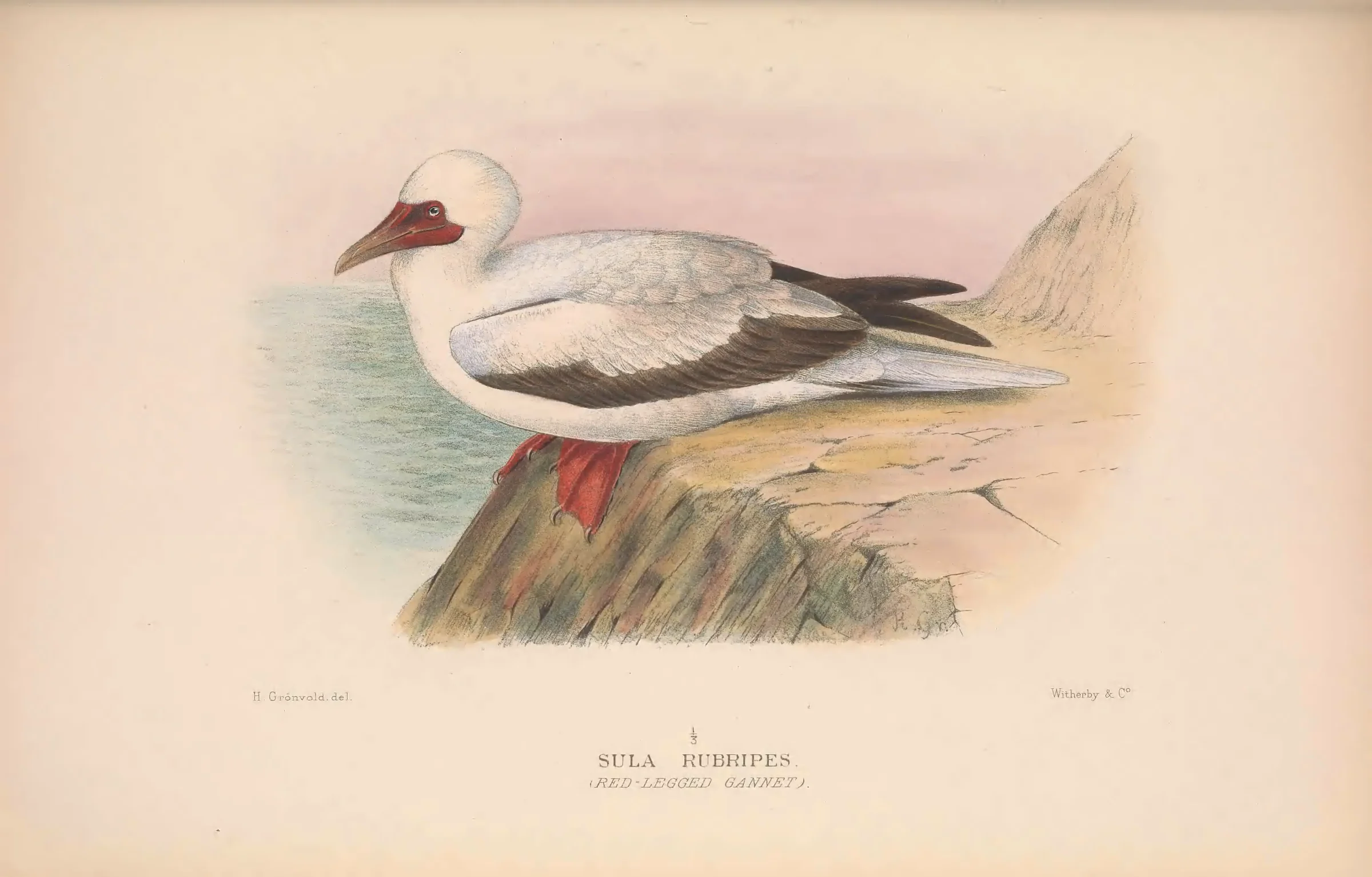 Historical bird plate: Red-footed Booby