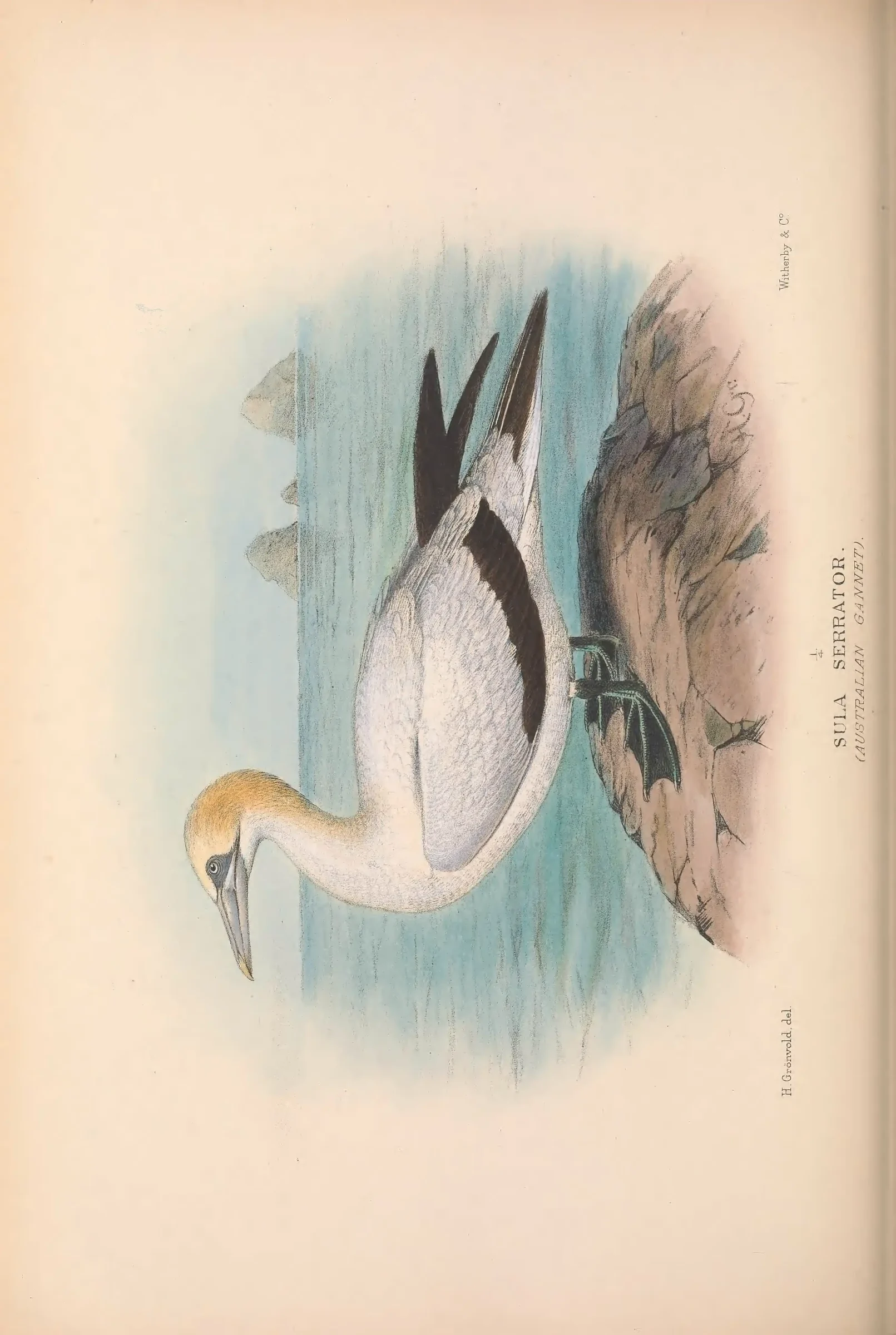 Historical bird plate: Identification needs research