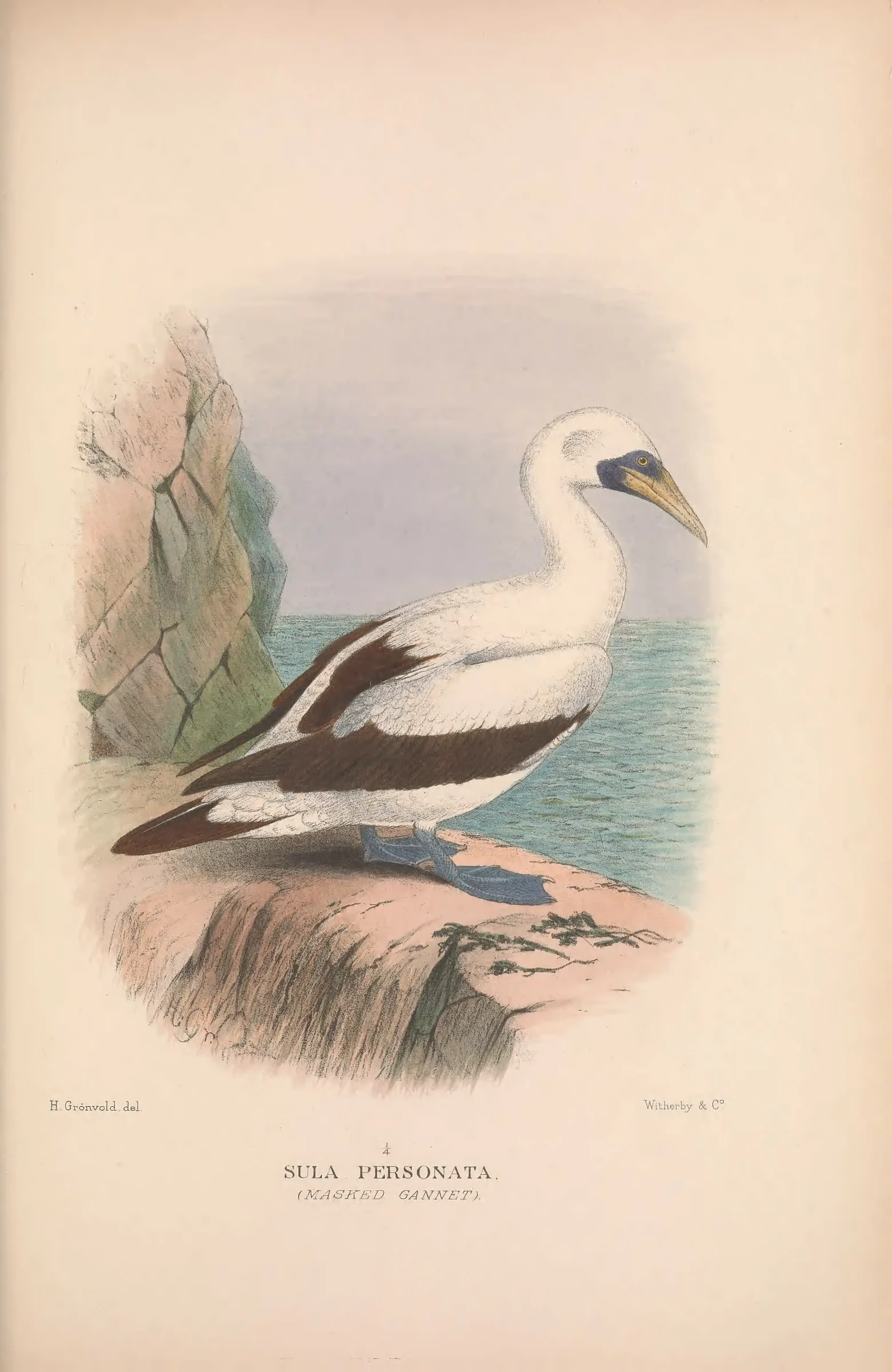 Historical bird plate: Identification needs research
