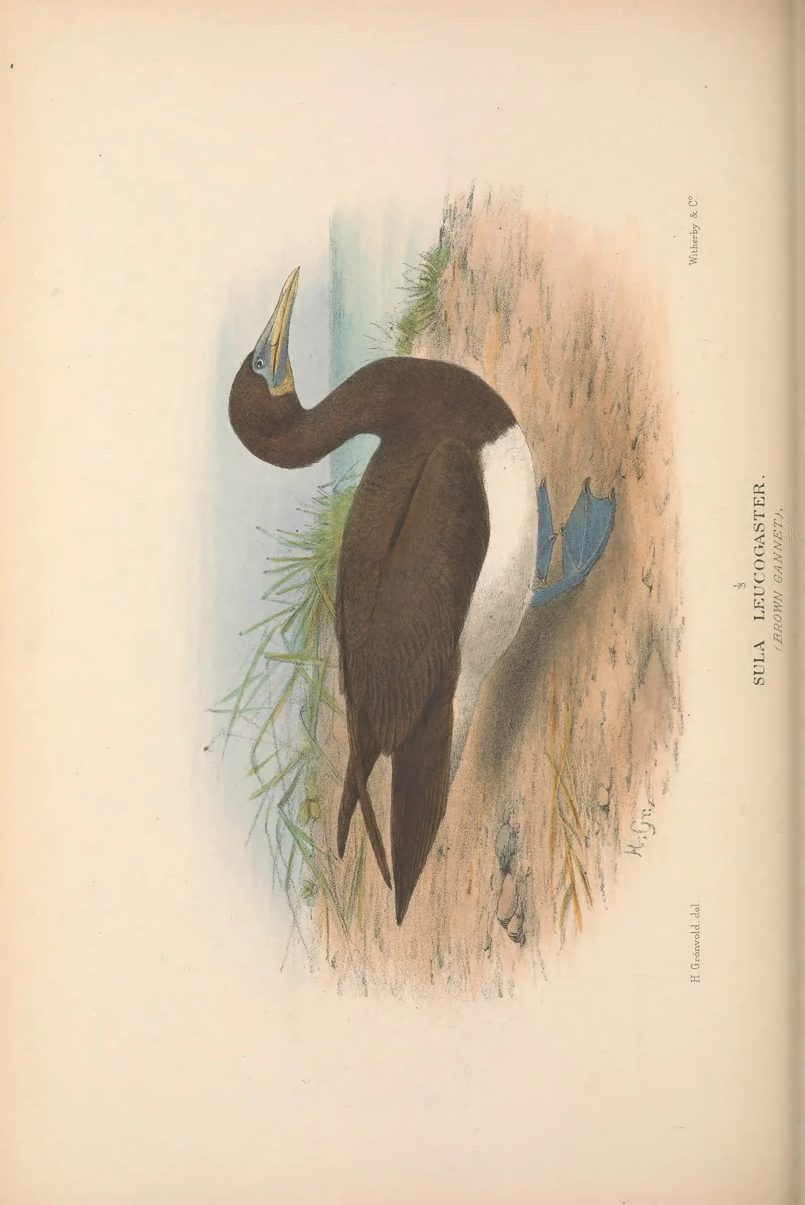 Historical bird plate: Identification needs research