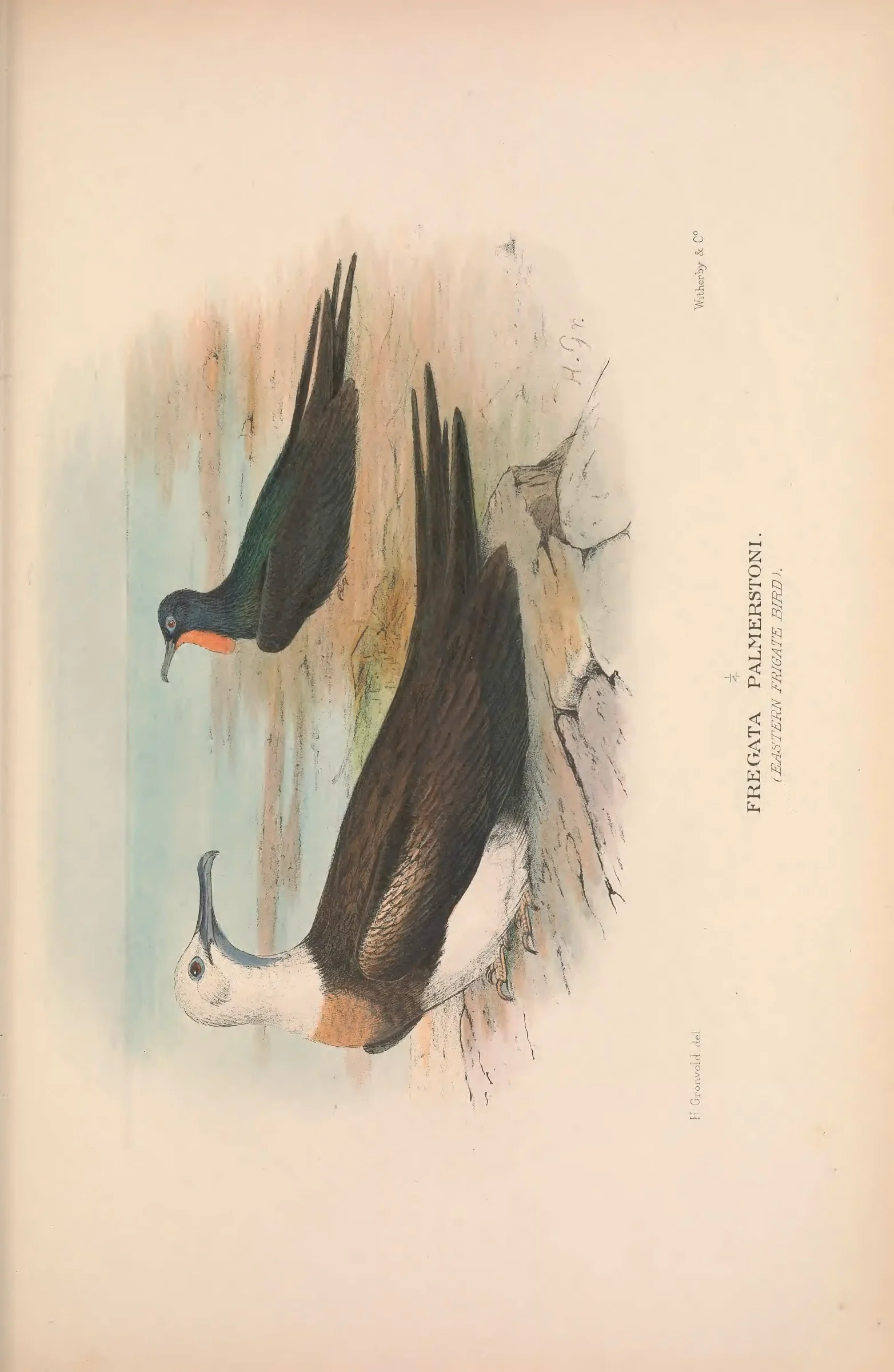Historical bird plate: Identification needs research
