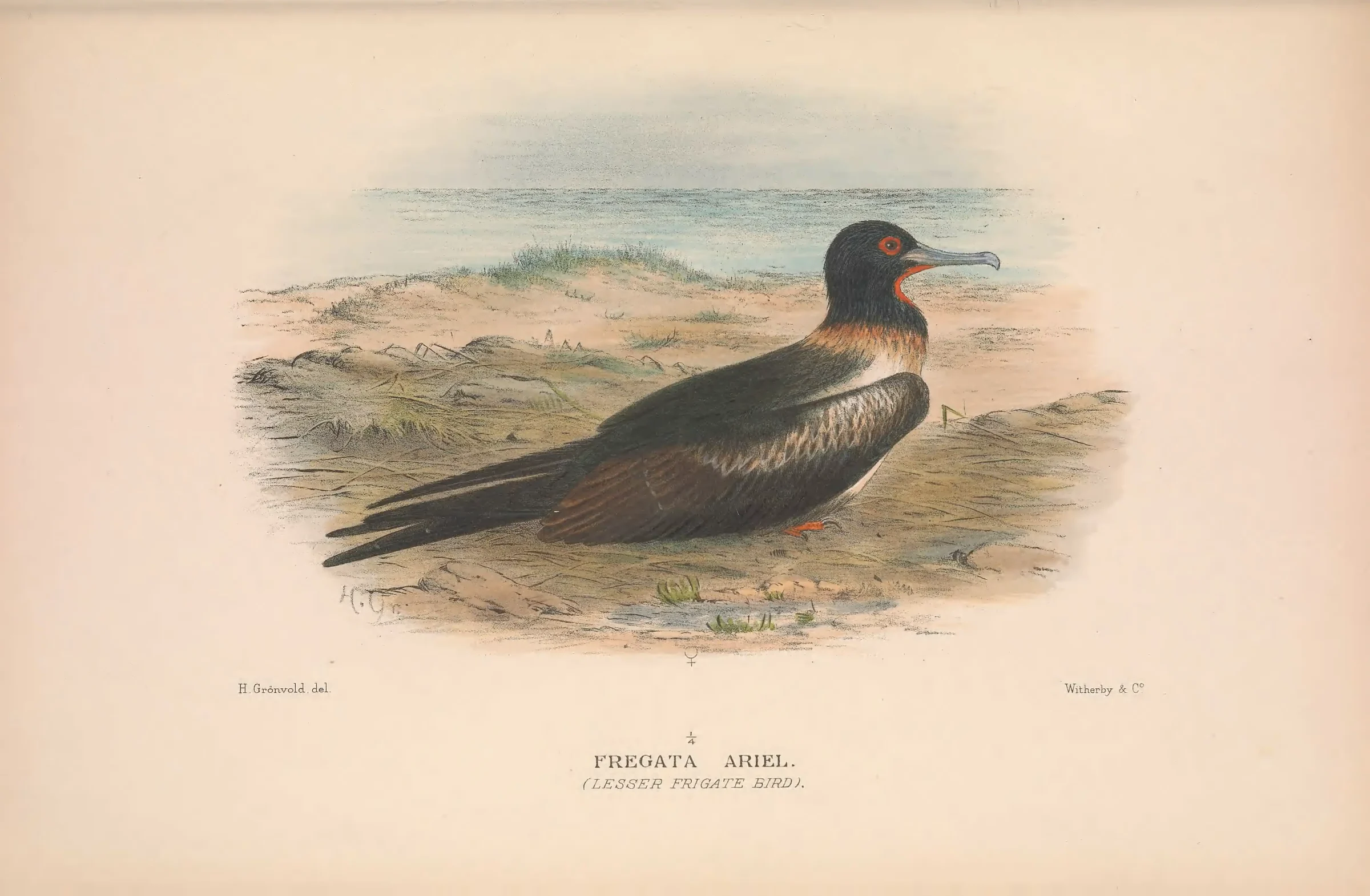 Historical bird plate: Lesser Frigatebird