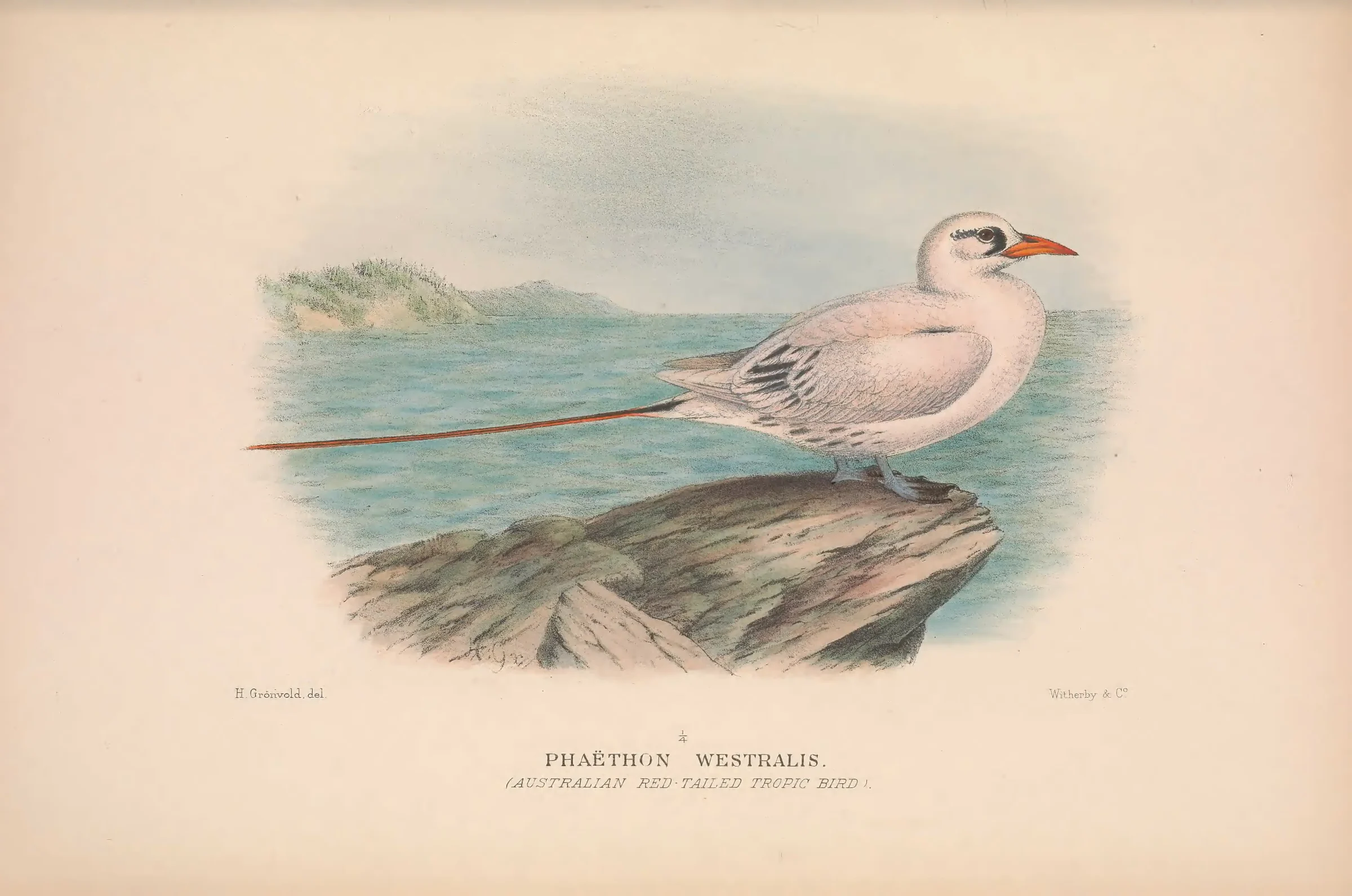 Historical bird plate: Red-tailed Tropicbird