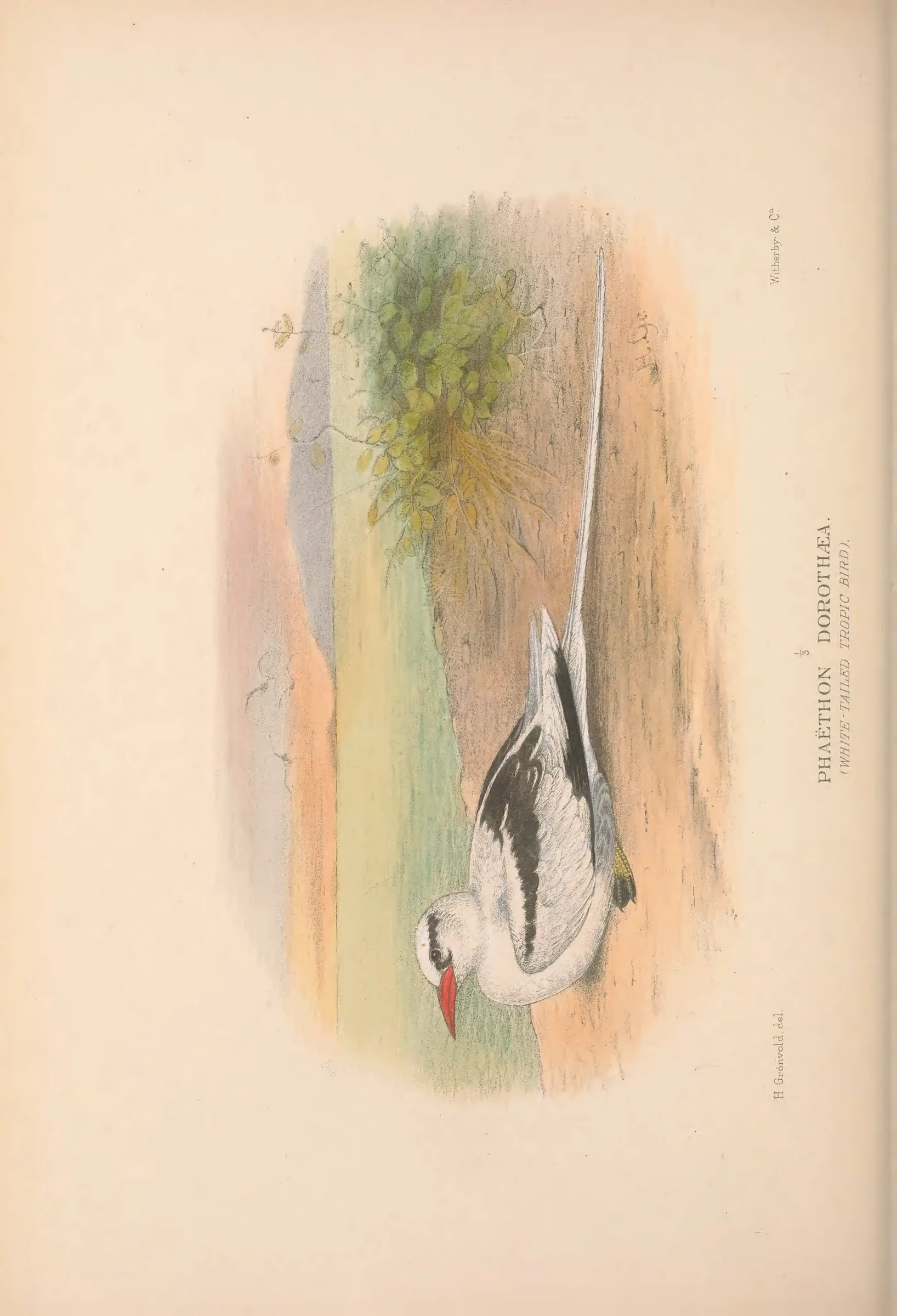 Historical bird plate: Identification needs research