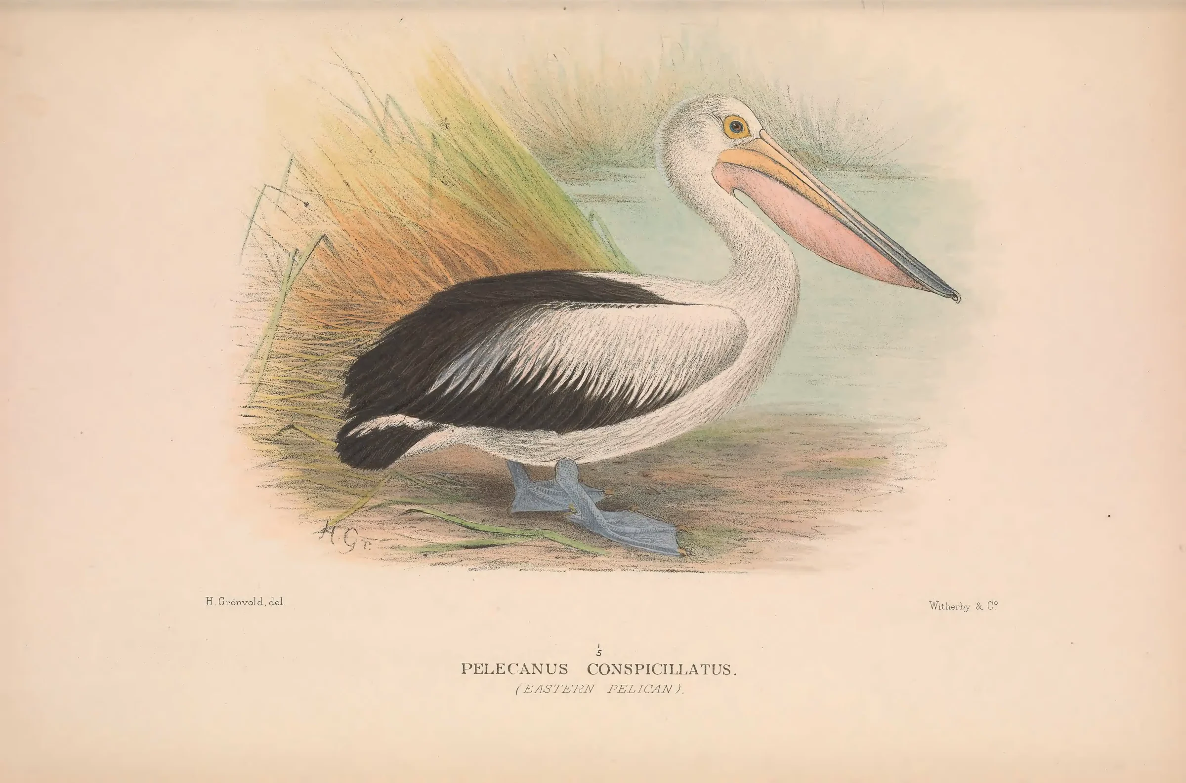 Historical bird plate: Australian Pelican