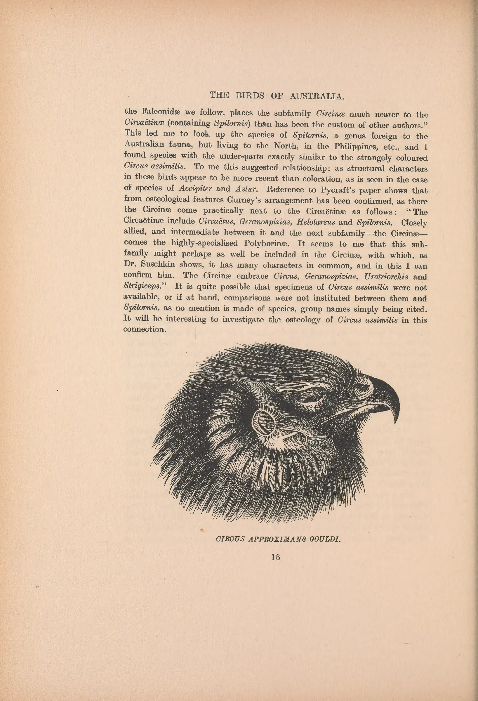 Historical bird plate: Spotted Harrier