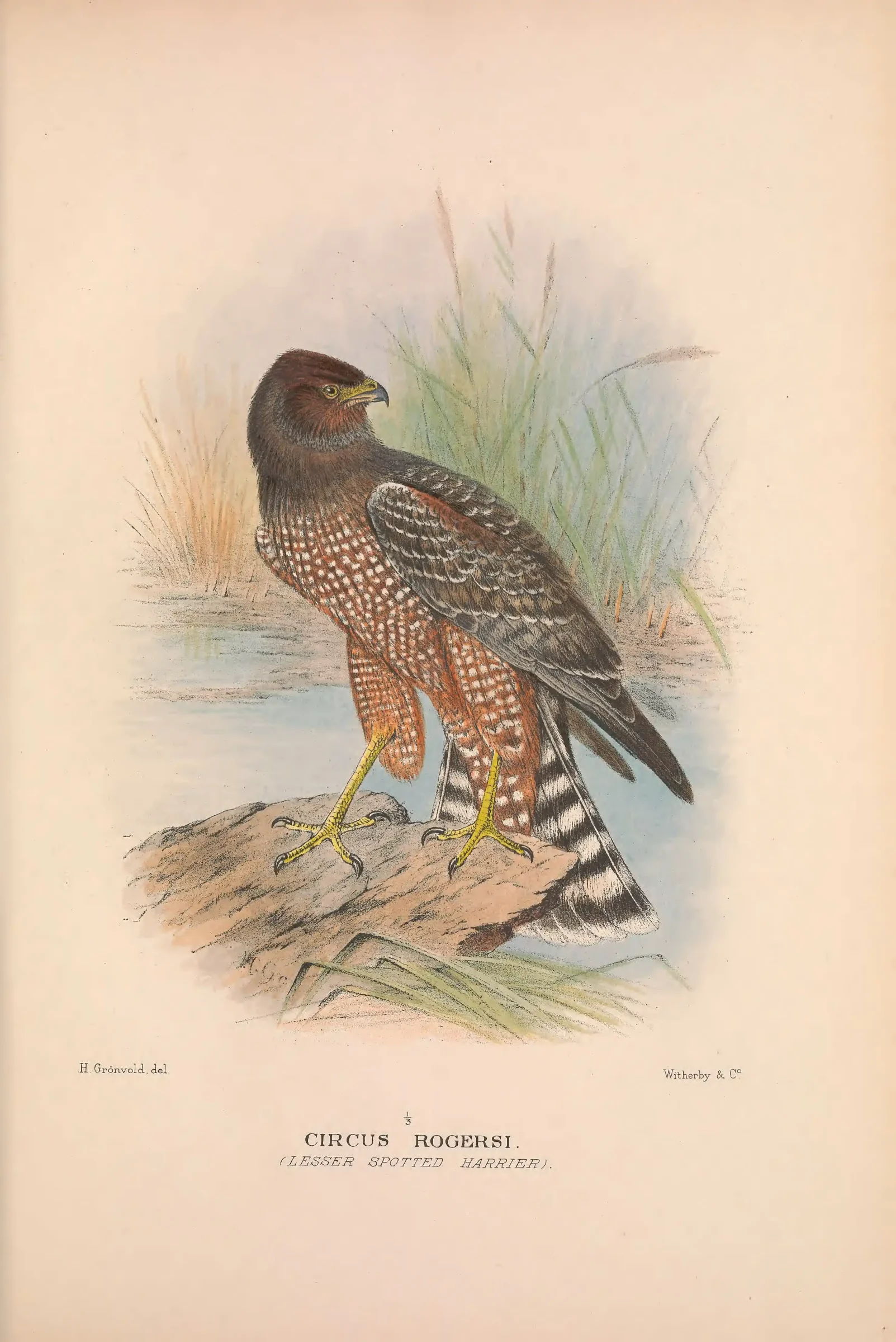 Historical bird plate: Identification needs research