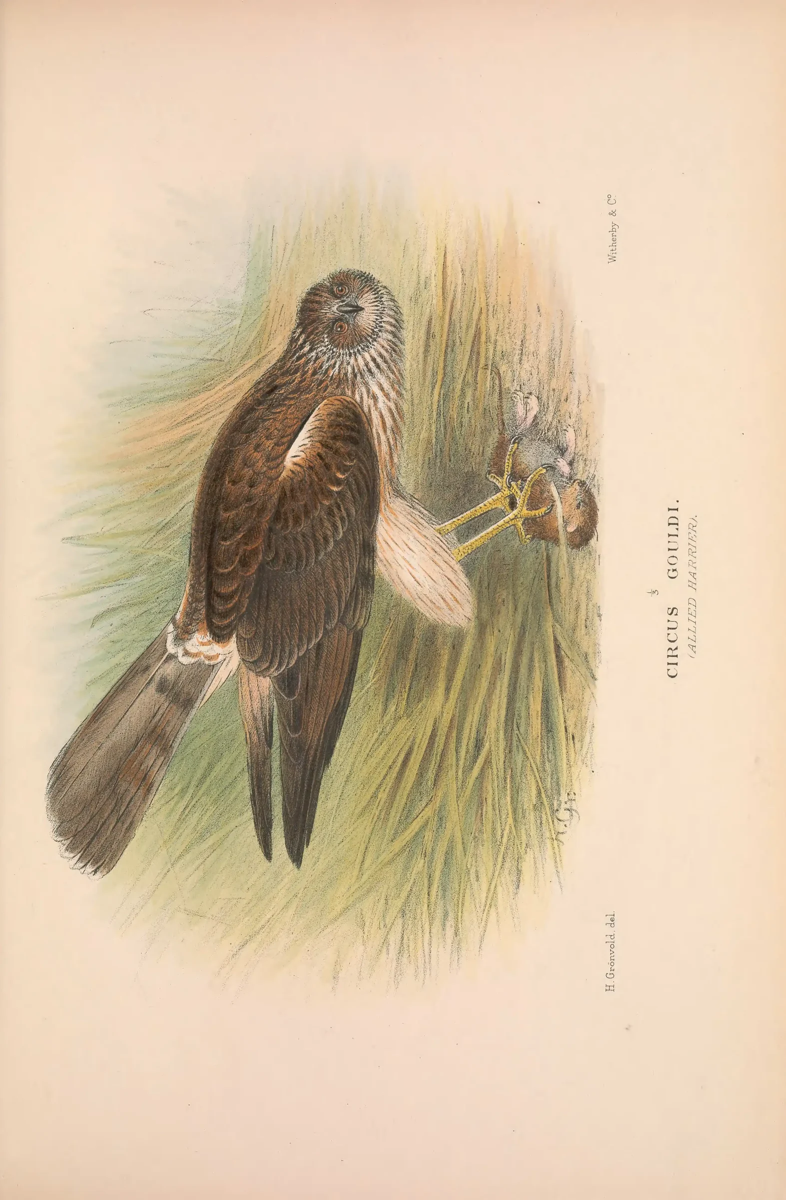 Historical bird plate: Identification needs research
