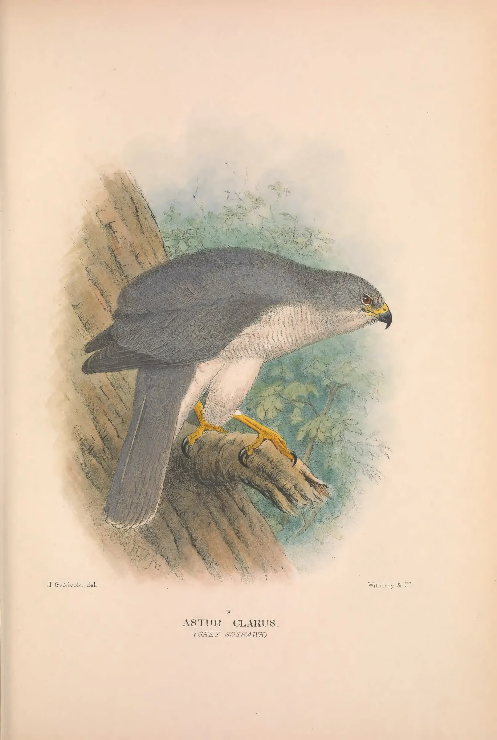 Historical bird plate: Identification needs research