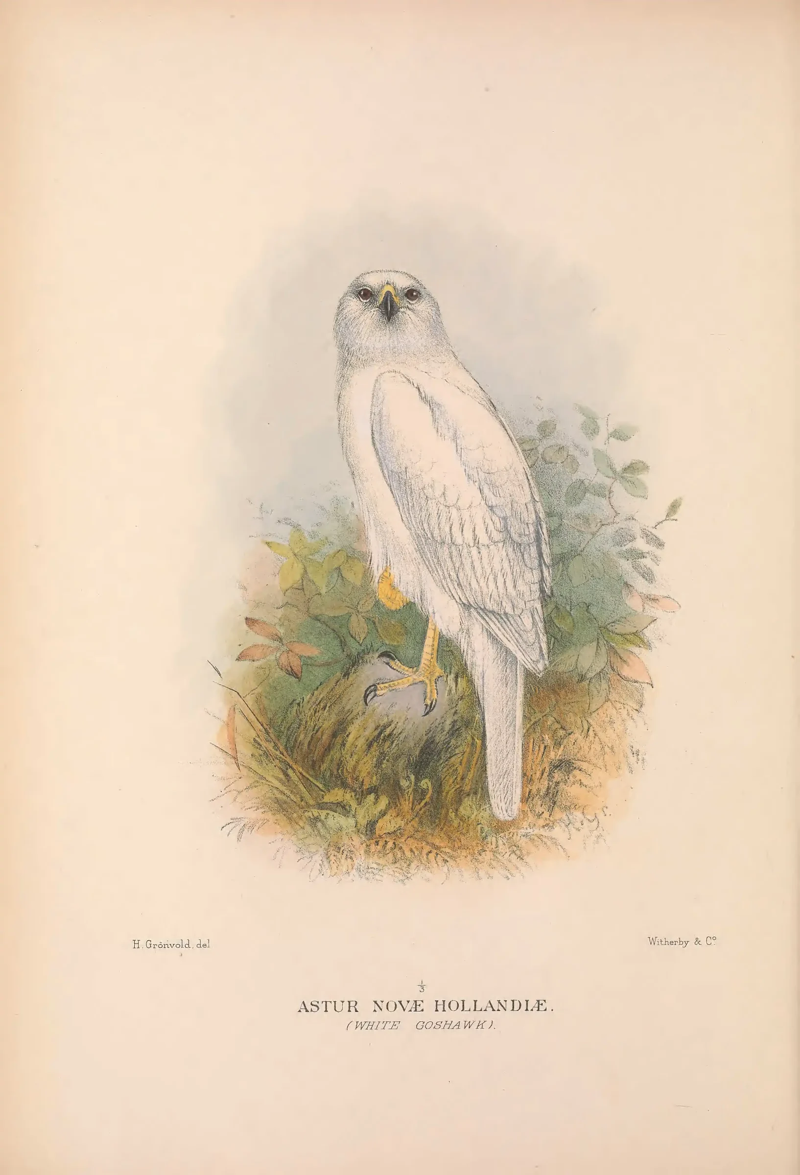 Historical bird plate: Identification needs research