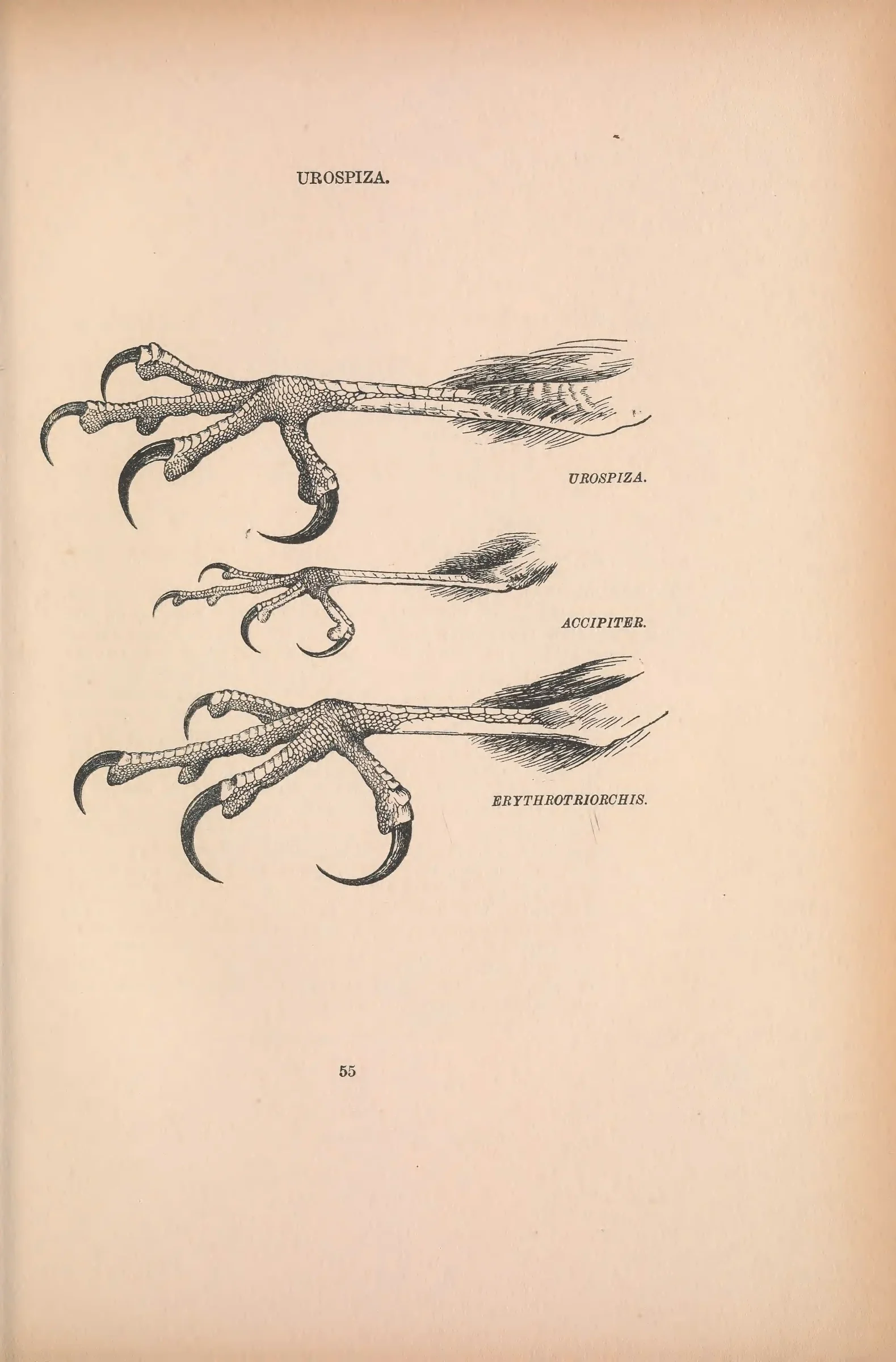 Historical bird plate: Identification needs research