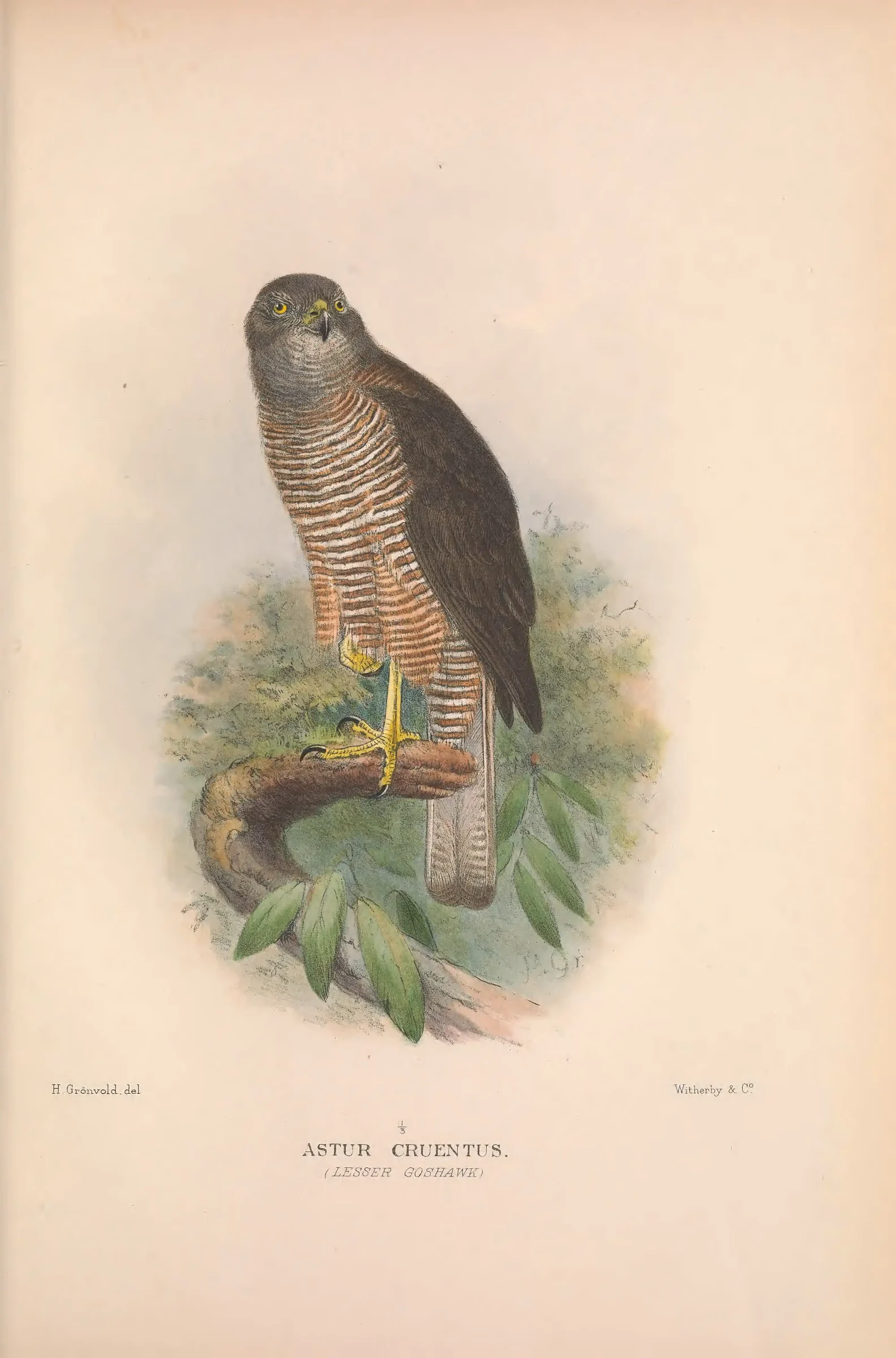 Historical bird plate: Identification needs research