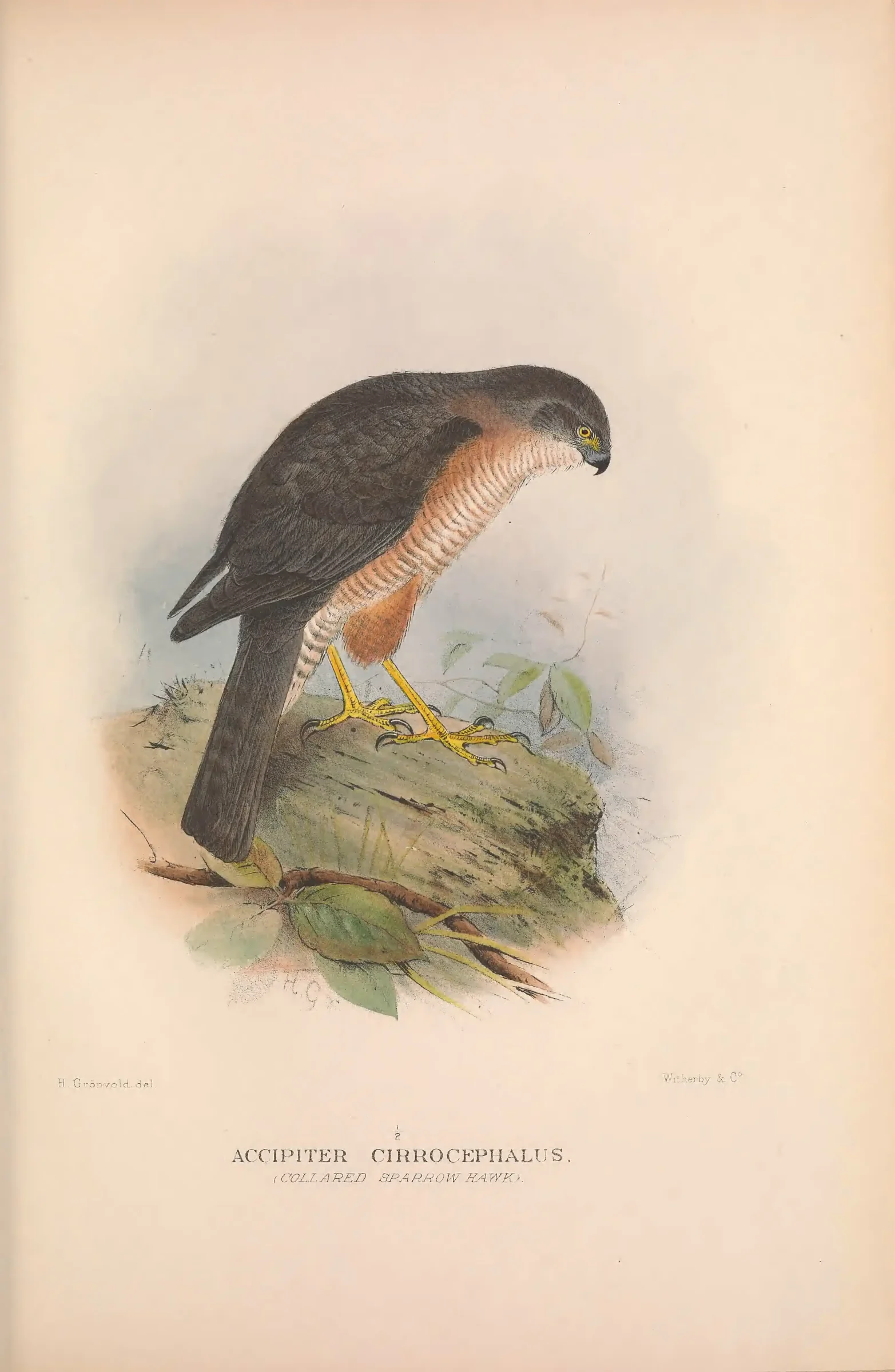Historical bird plate: Identification needs research