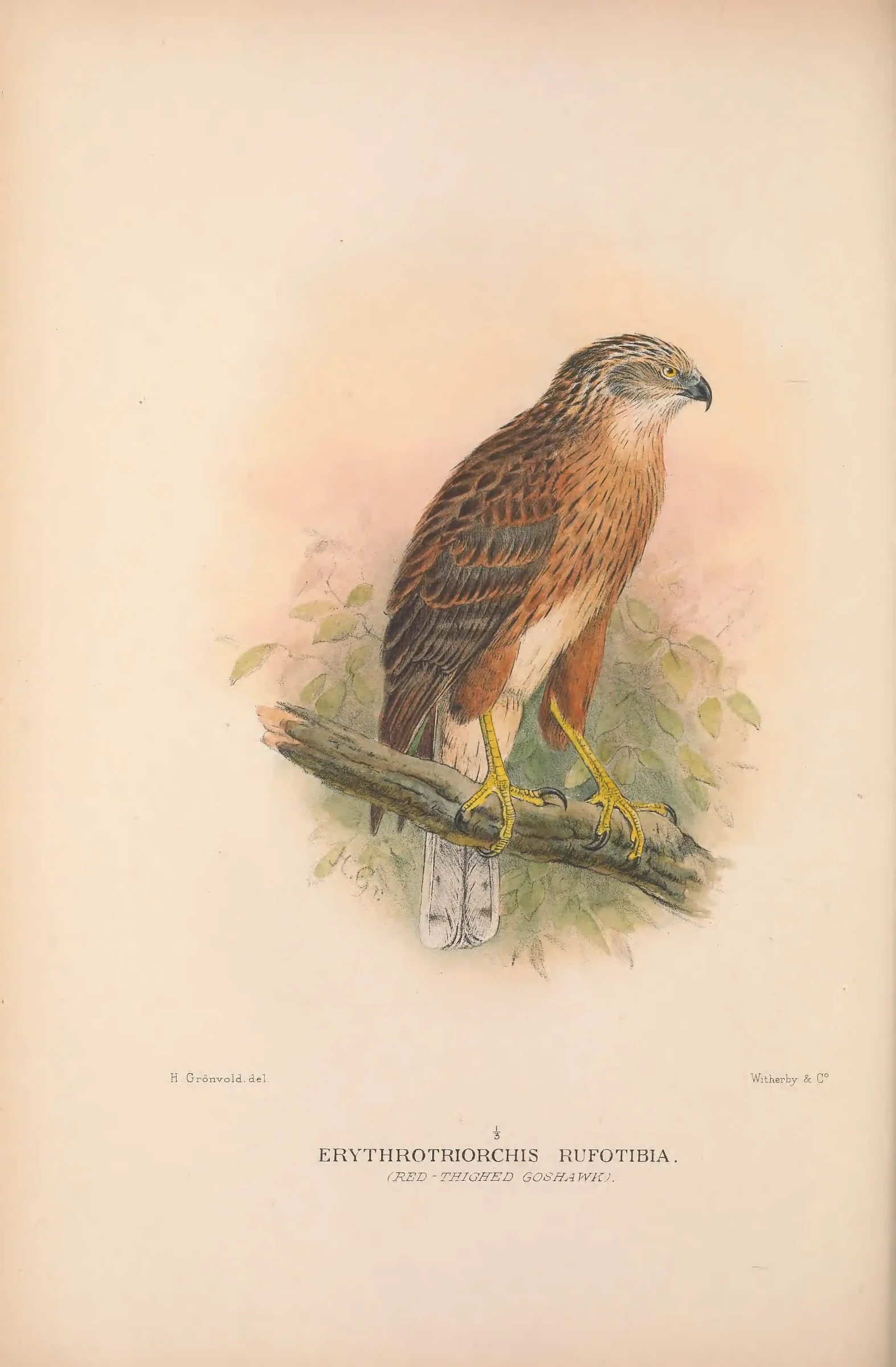 Historical bird plate: Red Goshawk
