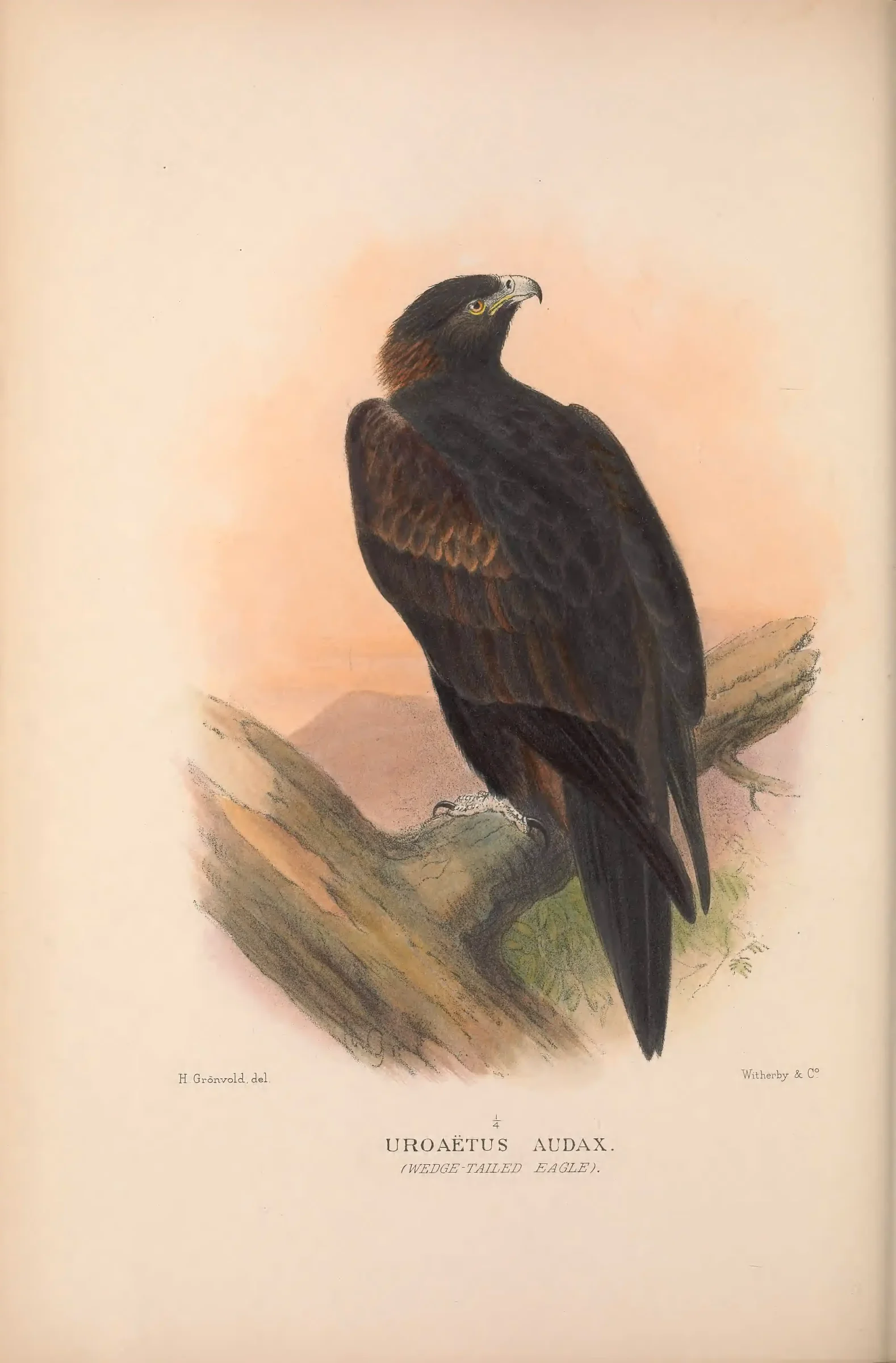 Historical bird plate: Identification needs research