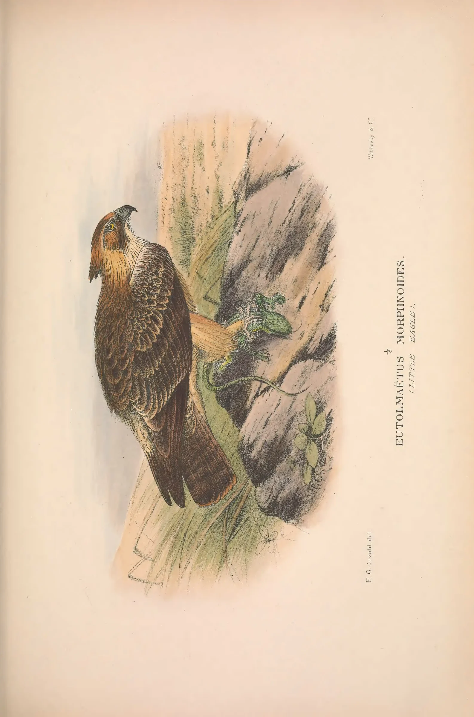 Historical bird plate: Identification needs research