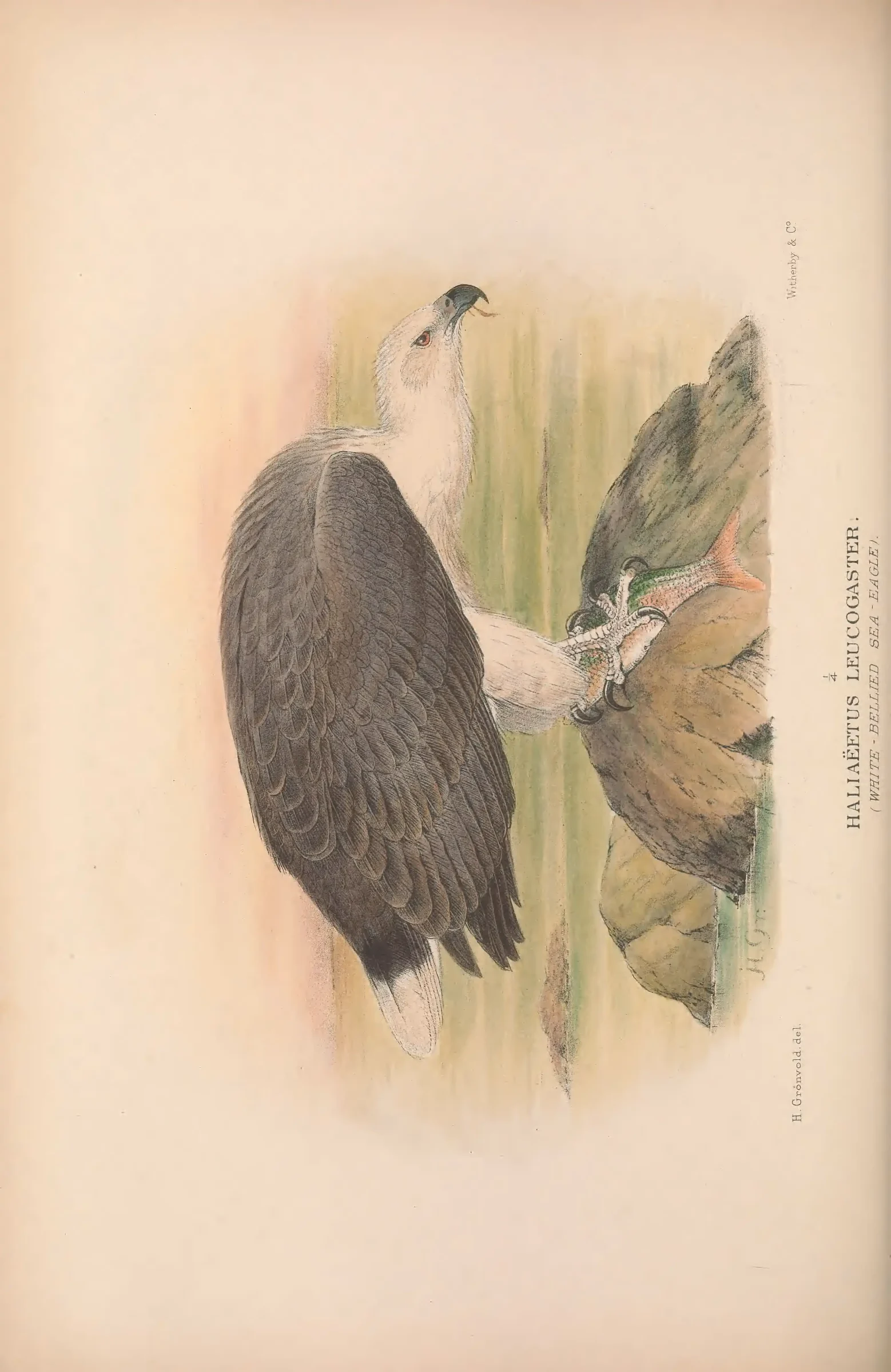 Historical bird plate: White-bellied Sea Eagle