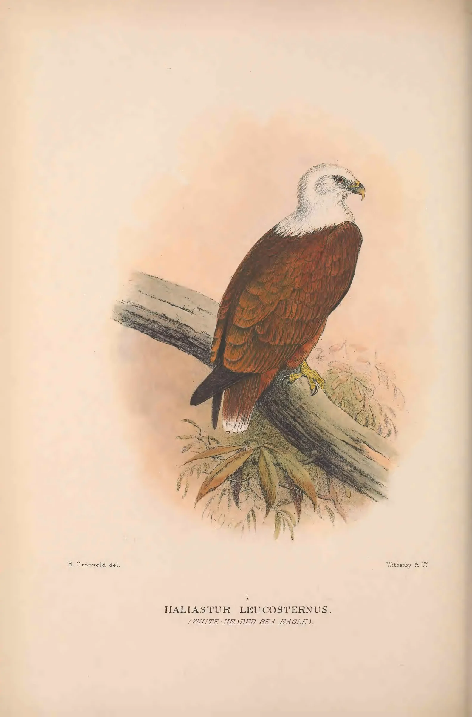 Historical bird plate: Identification needs research