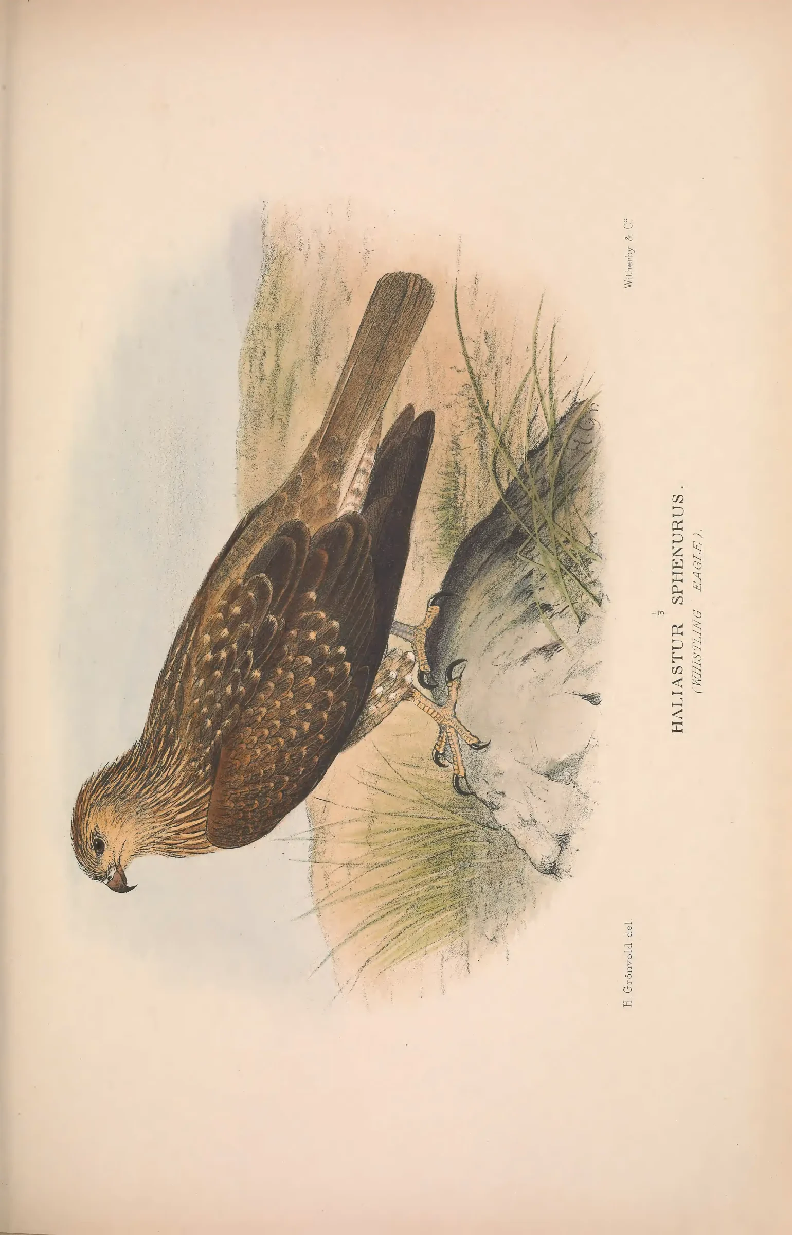Historical bird plate: Identification needs research