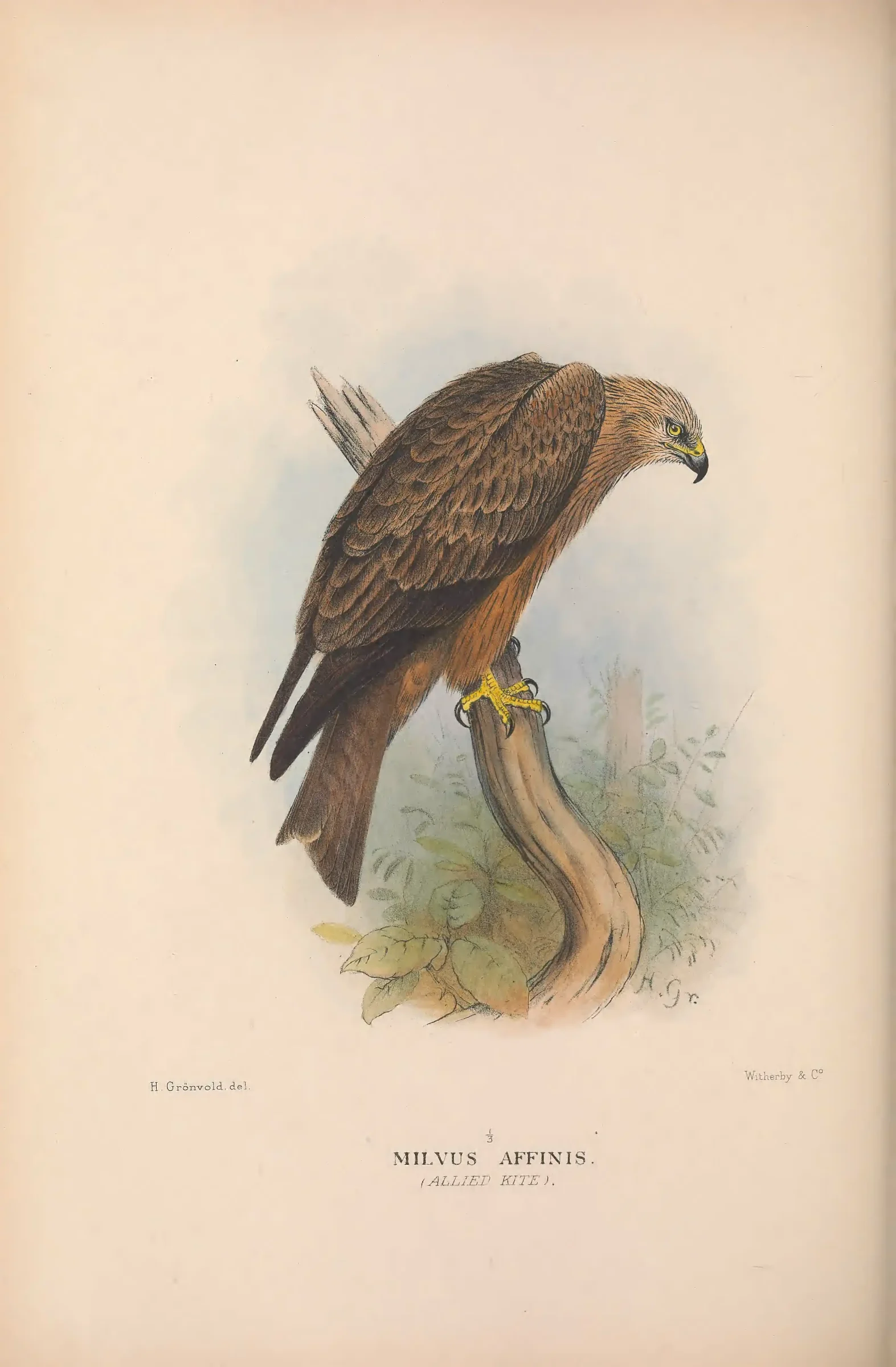 Historical bird plate: Black Kite