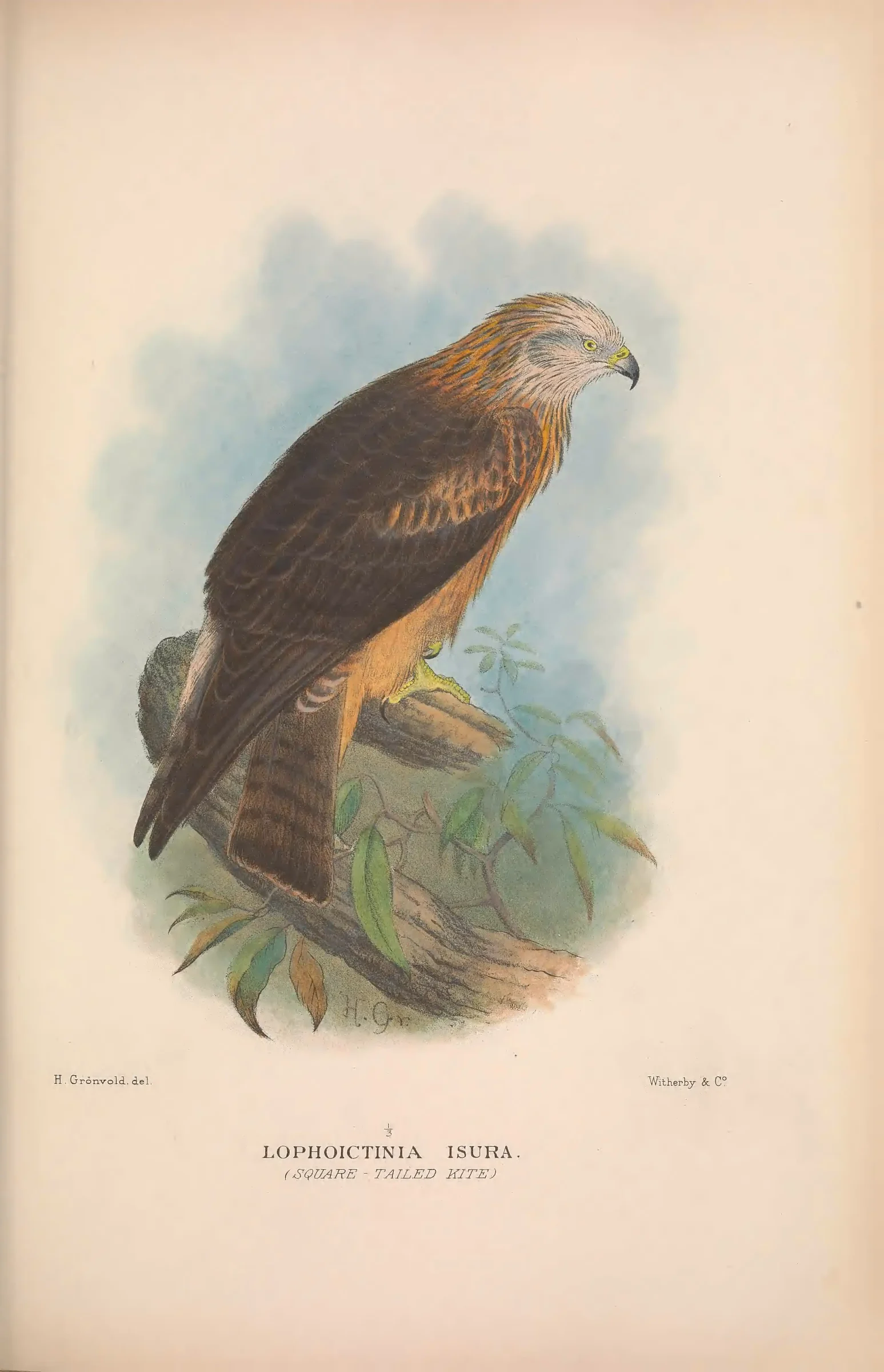 Historical bird plate: Square-tailed Kite