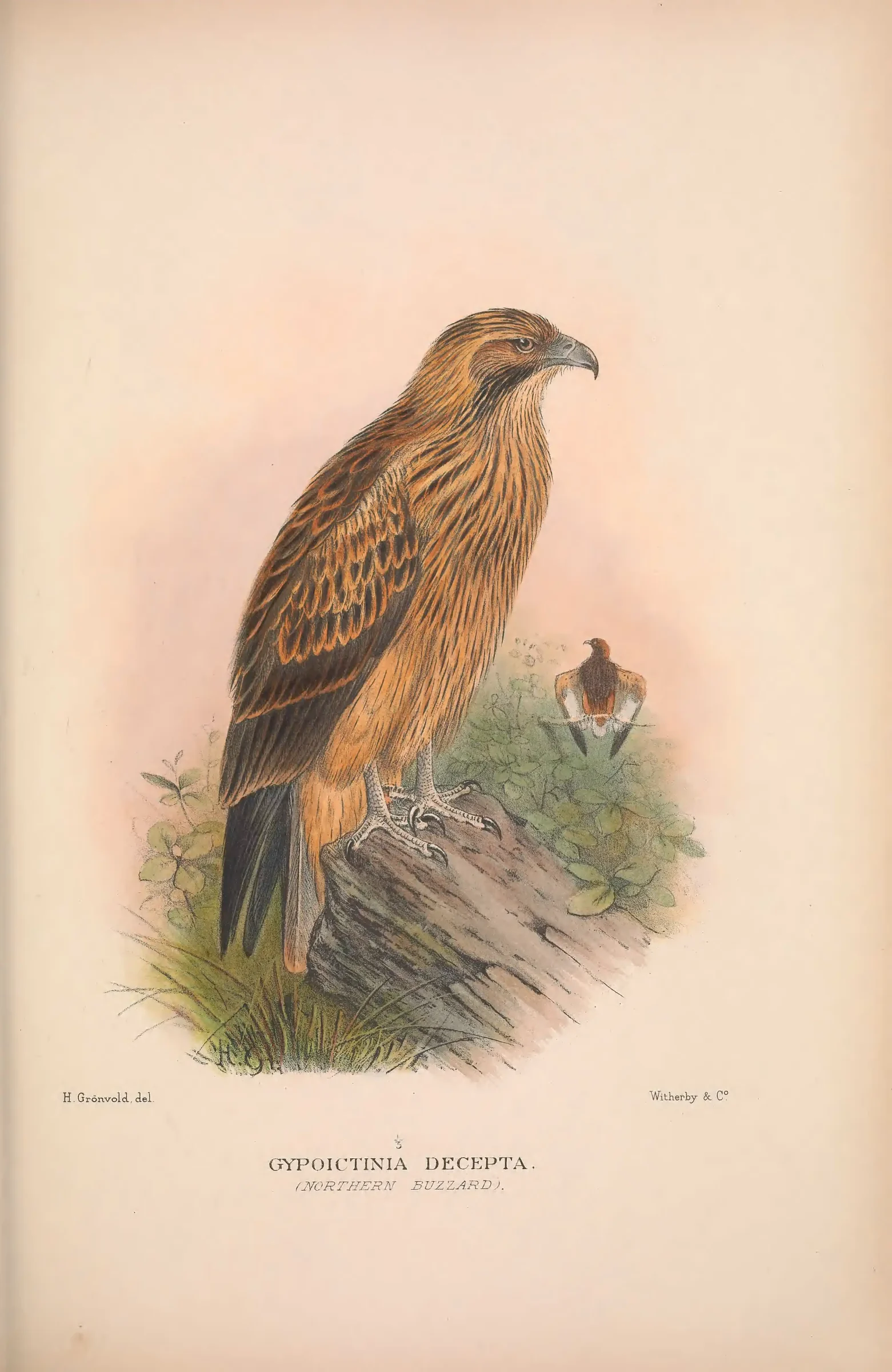 Historical bird plate: Identification needs research