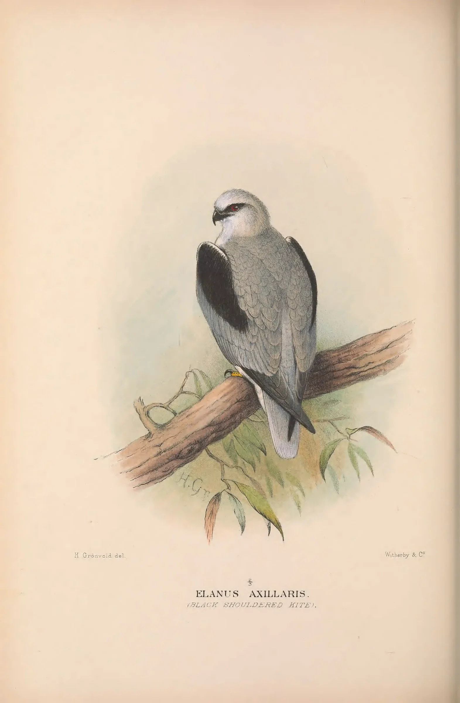 Historical bird plate: Identification needs research