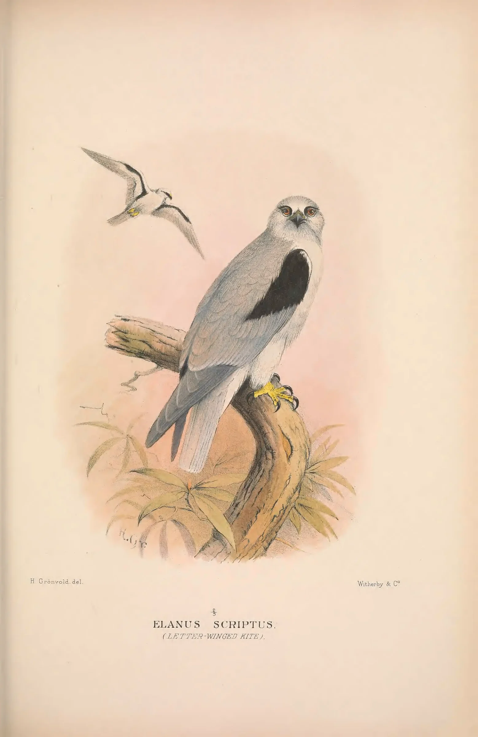 Historical bird plate: Identification needs research