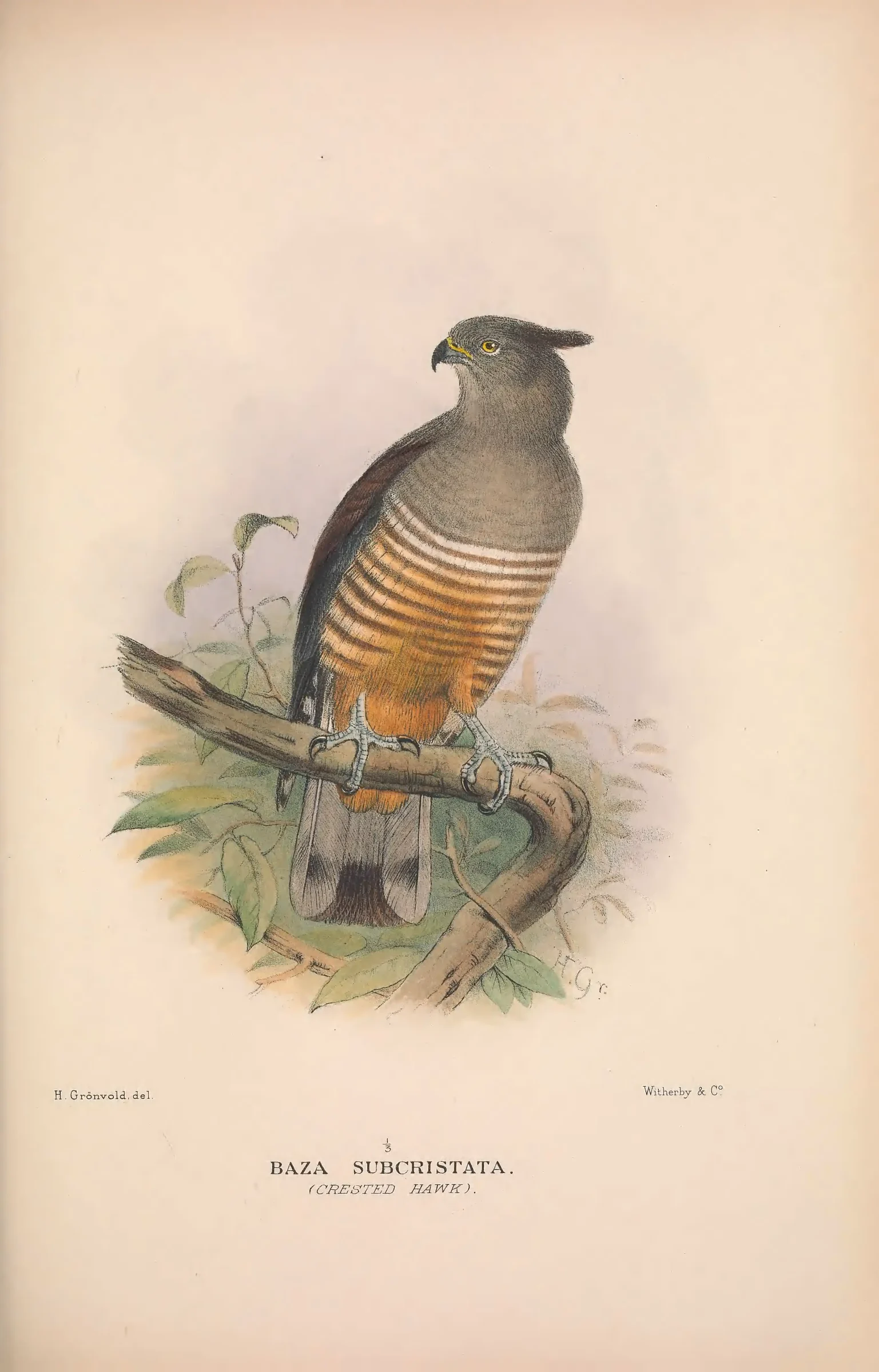 Historical bird plate: Pacific Baza