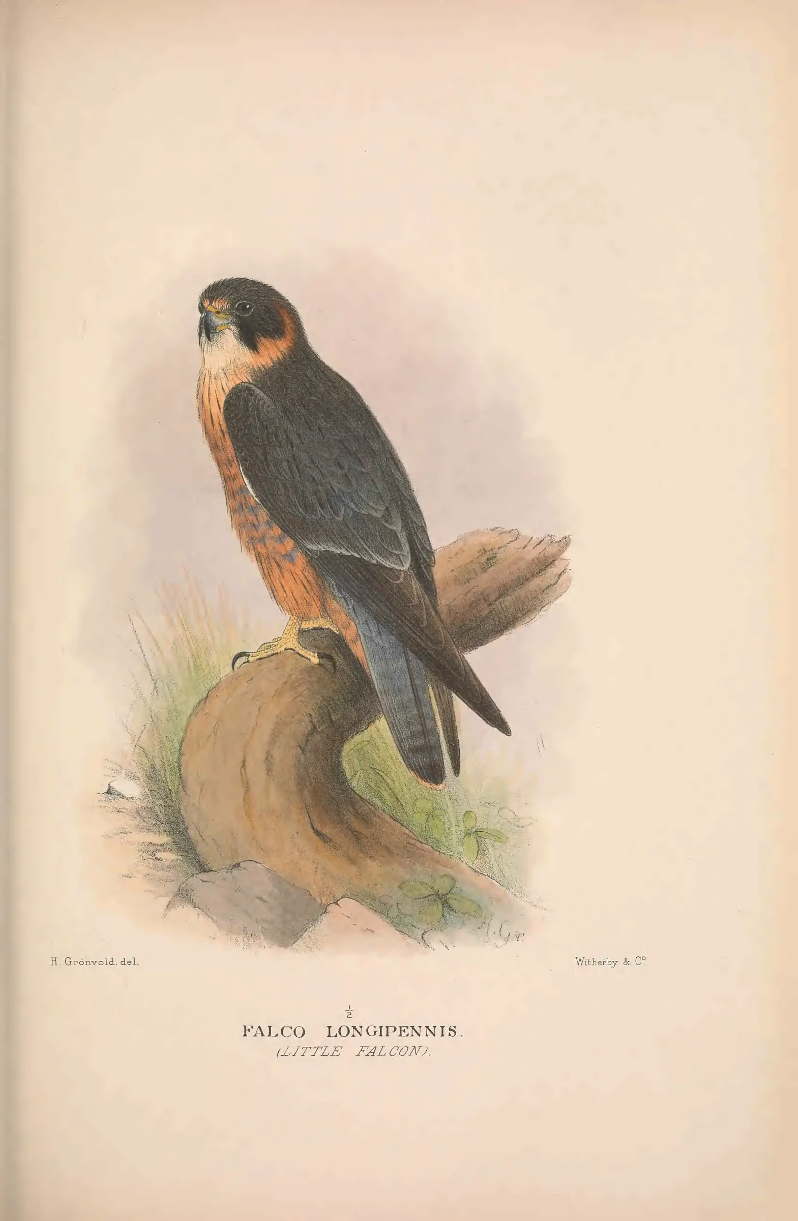 Historical bird plate: Identification needs research