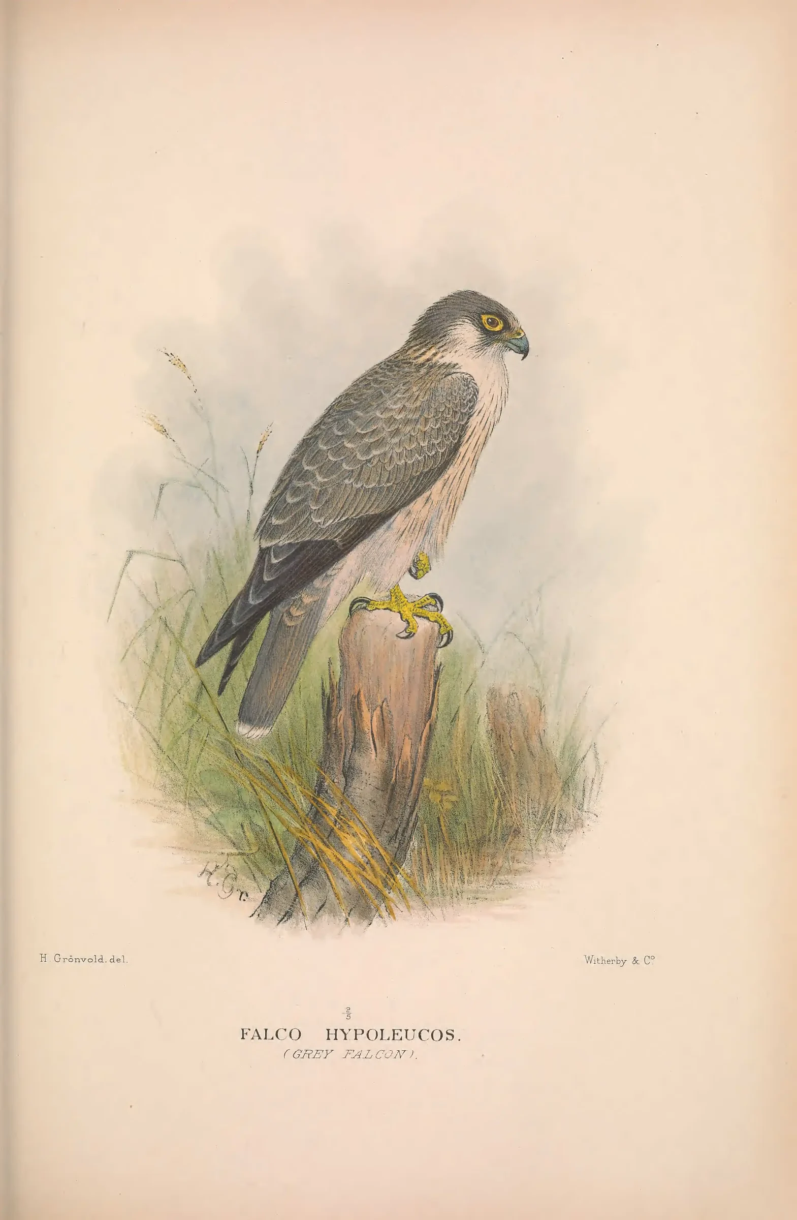 Historical bird plate: Grey Falcon