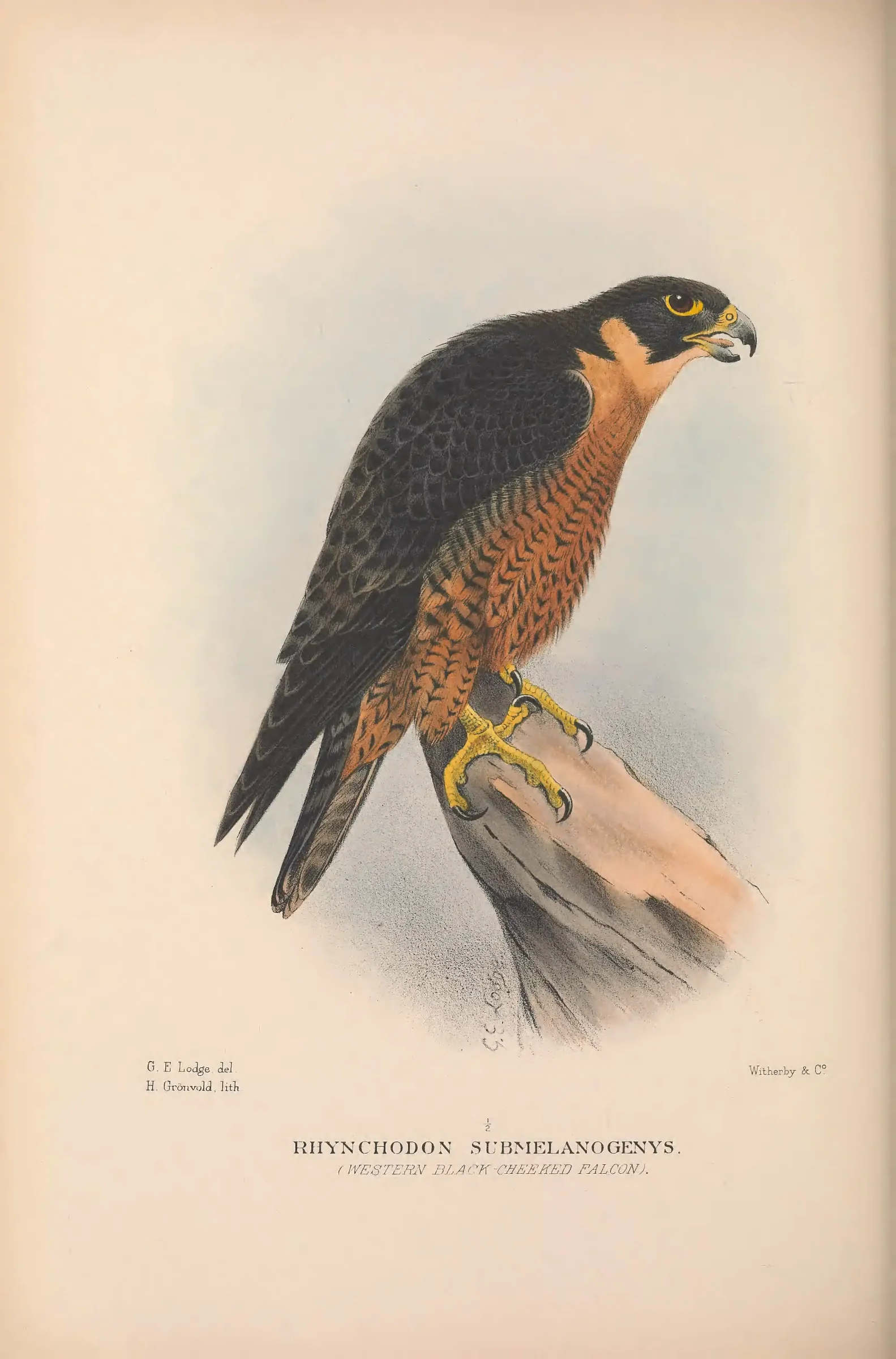 Historical bird plate: Identification needs research