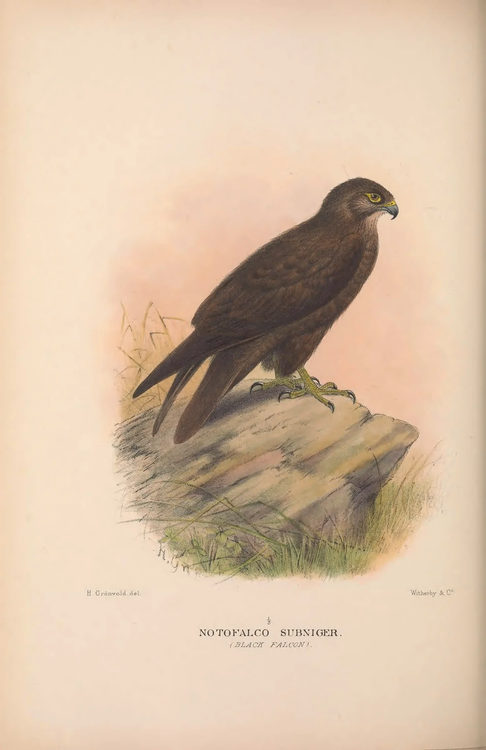 Historical bird plate: Identification needs research