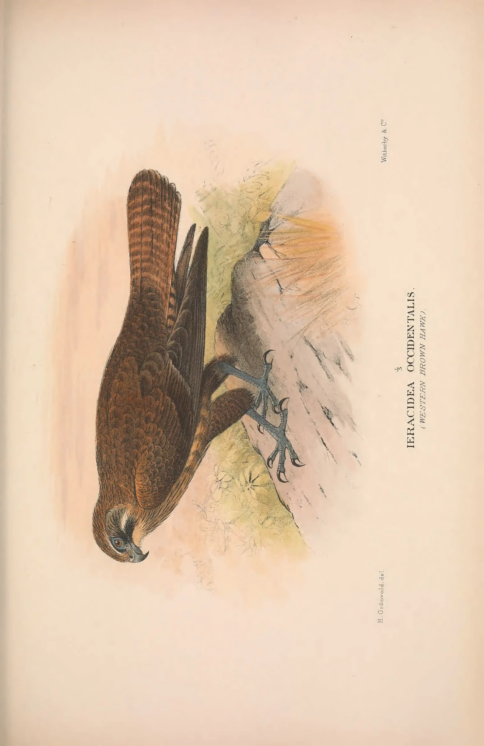Historical bird plate: Identification needs research