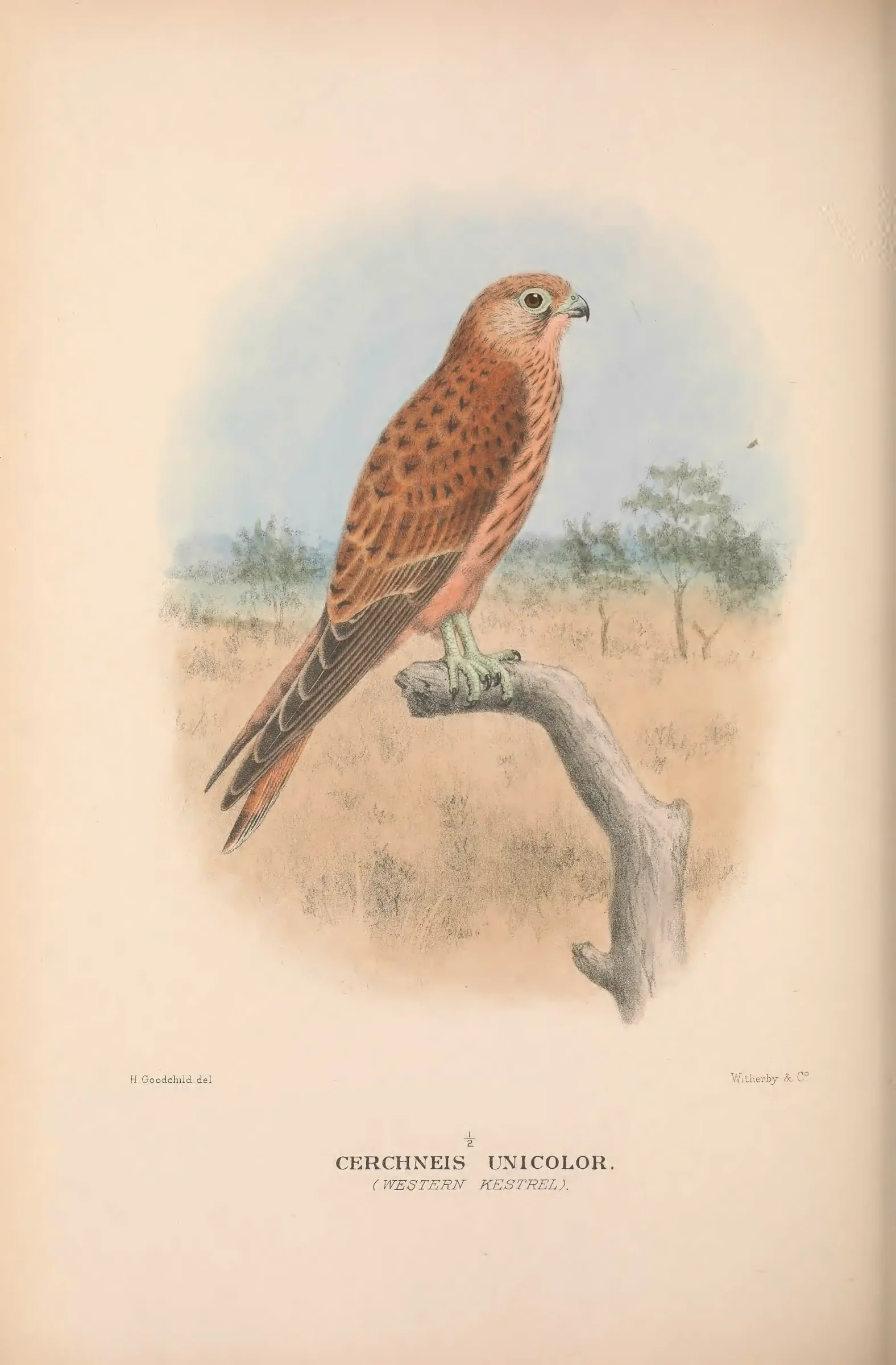 Historical bird plate: Nankeen Kestrel