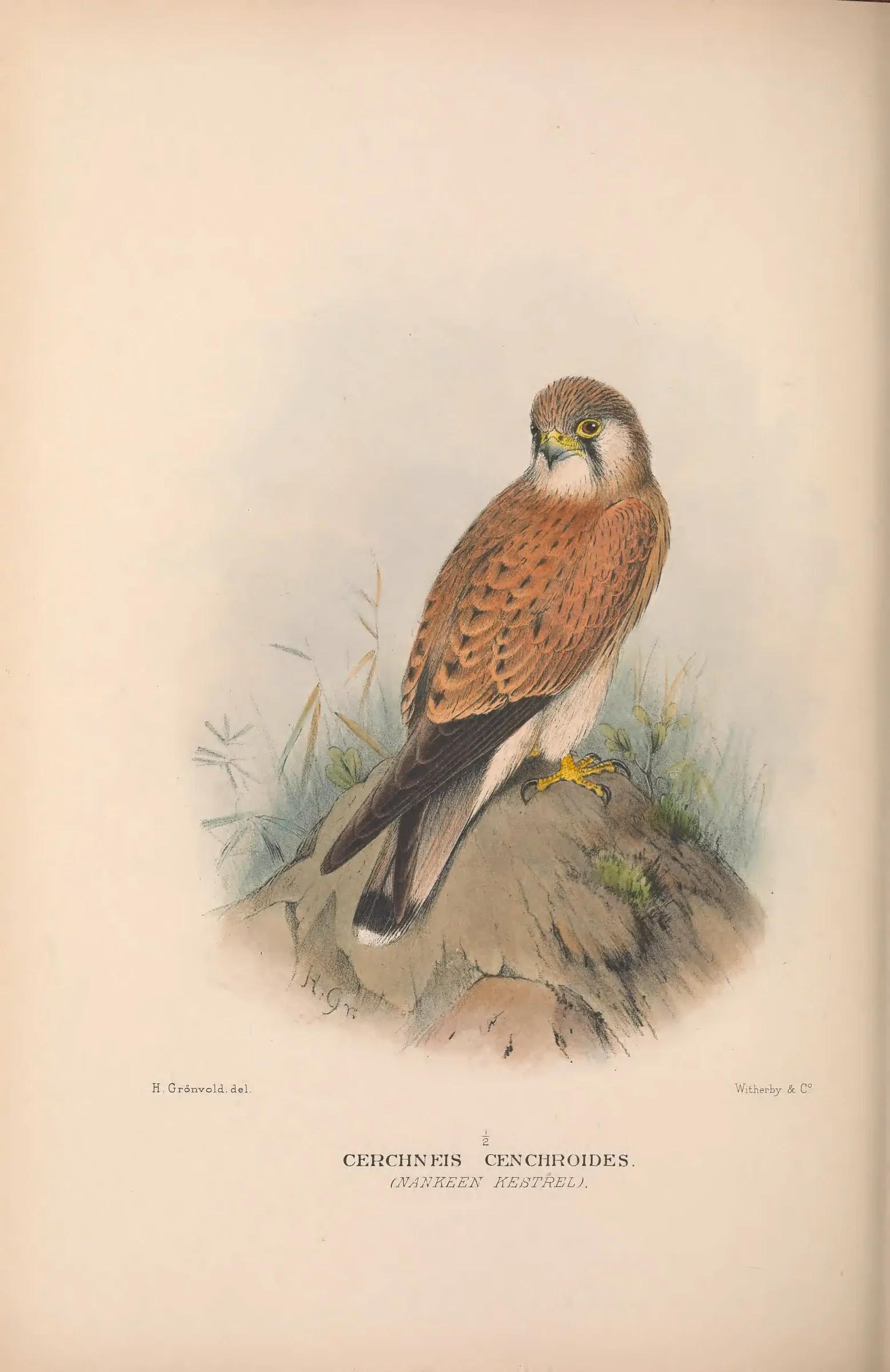 Historical bird plate: Nankeen Kestrel