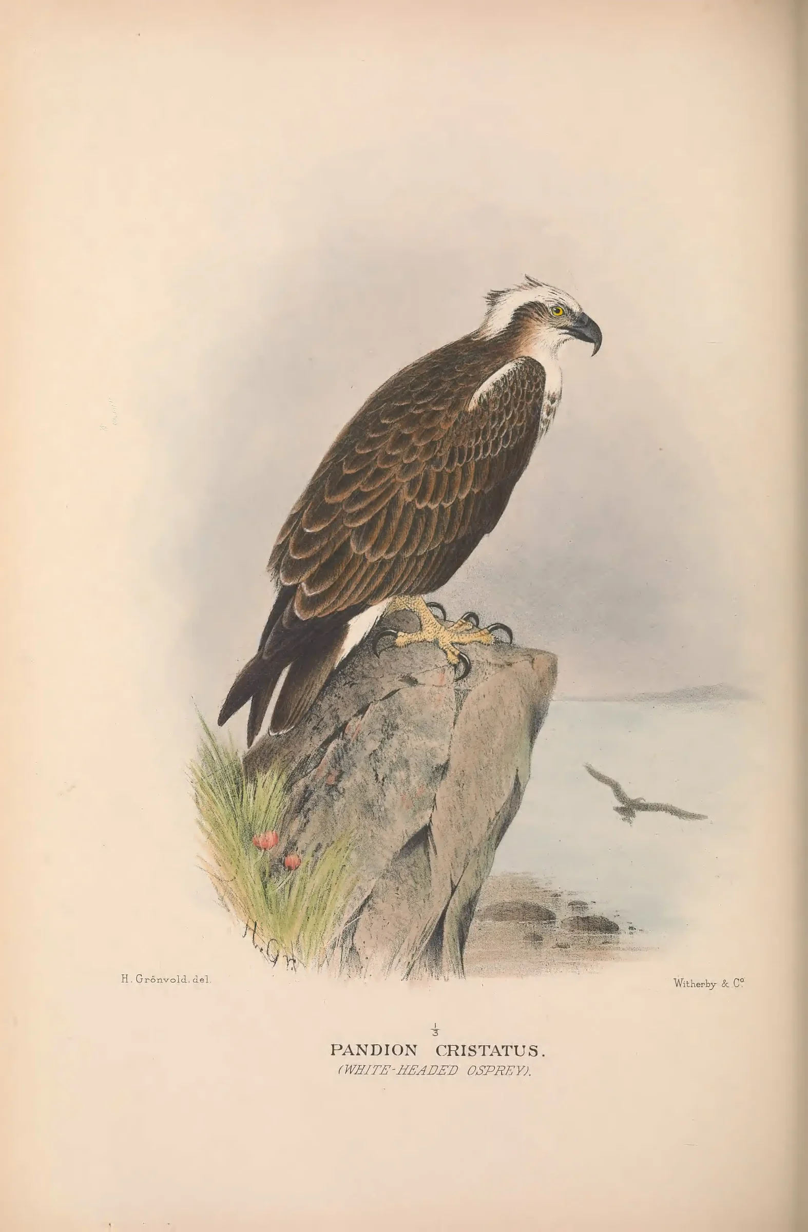 Historical bird plate: Identification needs research