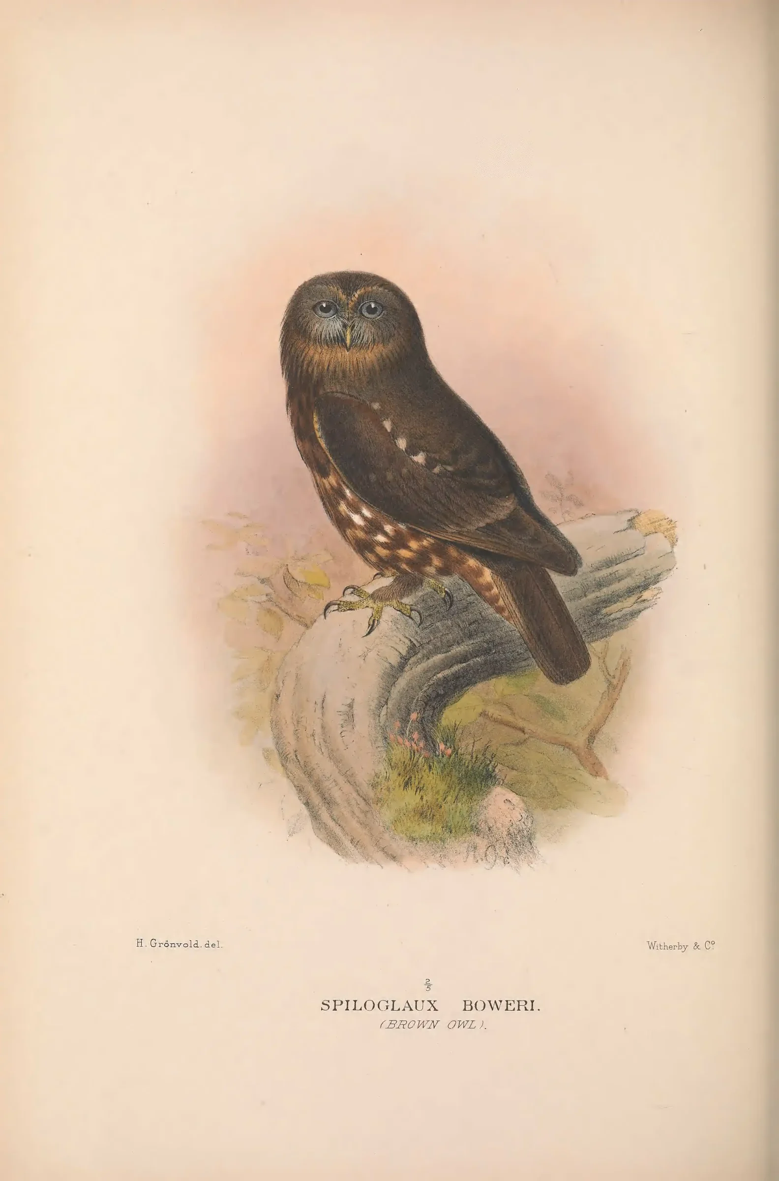 Historical bird plate: Identification needs research