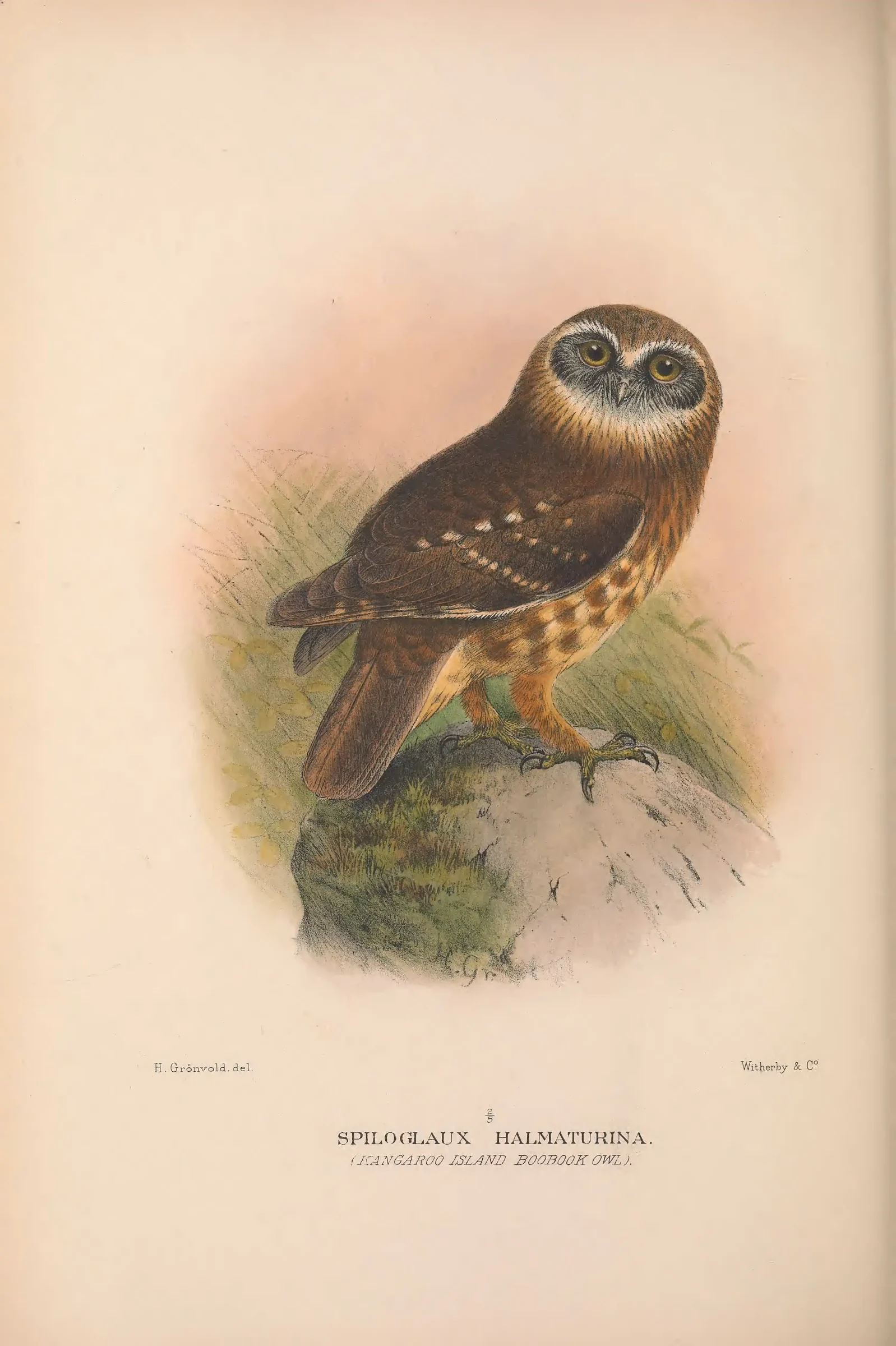 Historical bird plate: Australian Boobook
