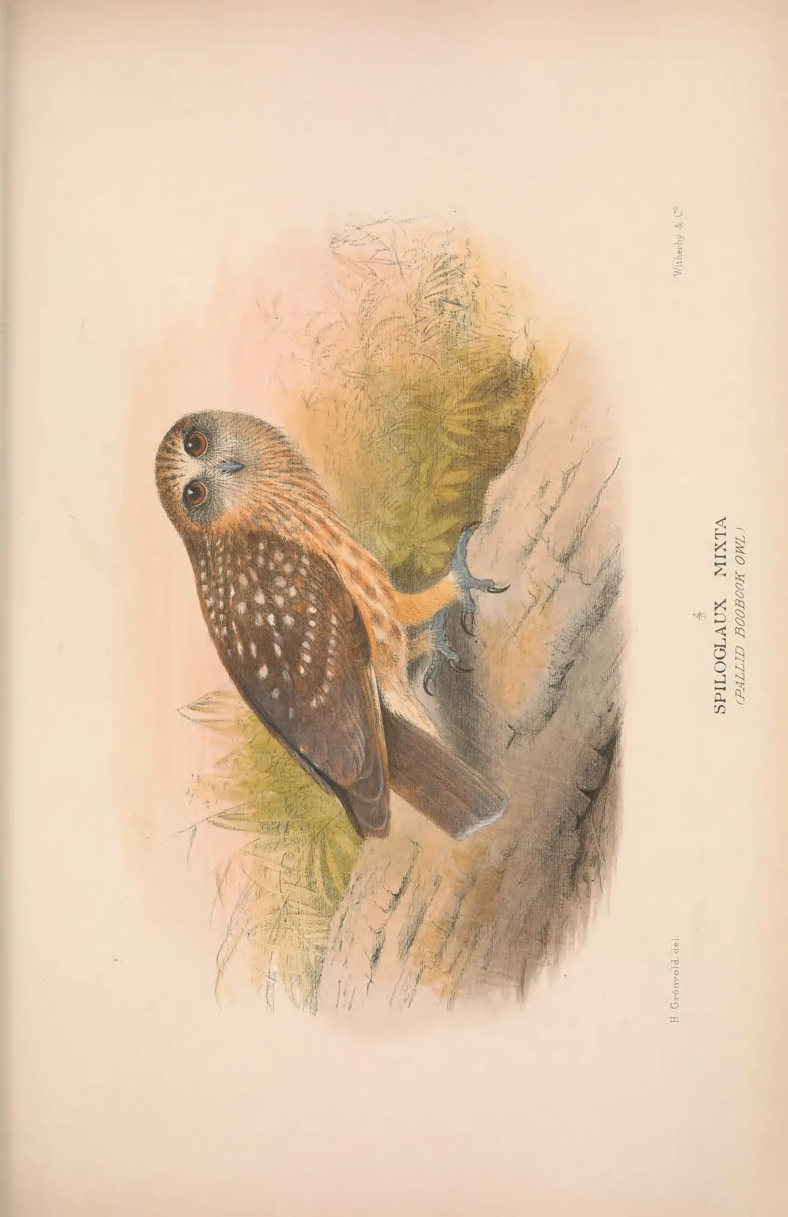 Historical bird plate: Identification needs research