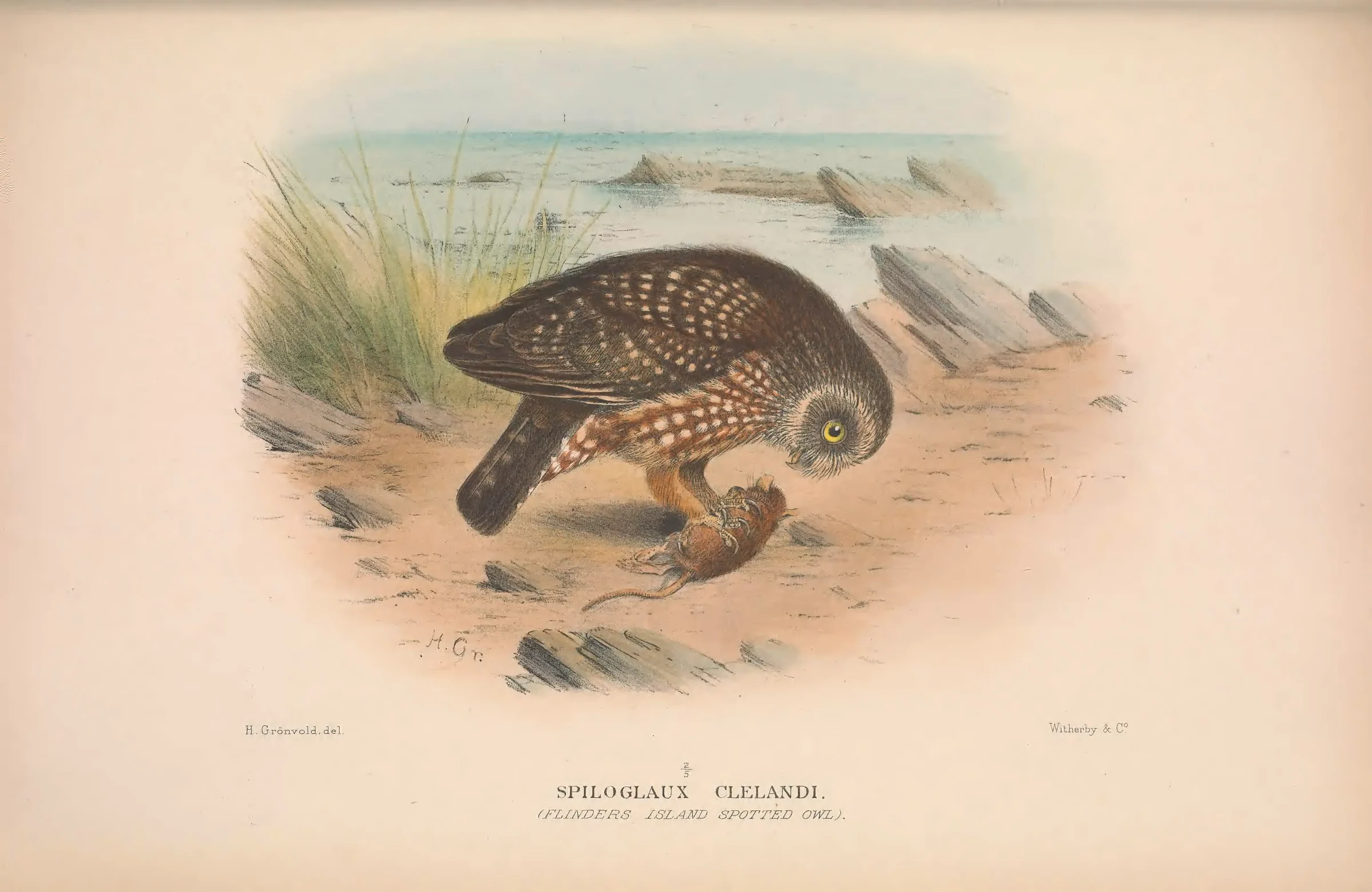 Historical bird plate: Australian Boobook