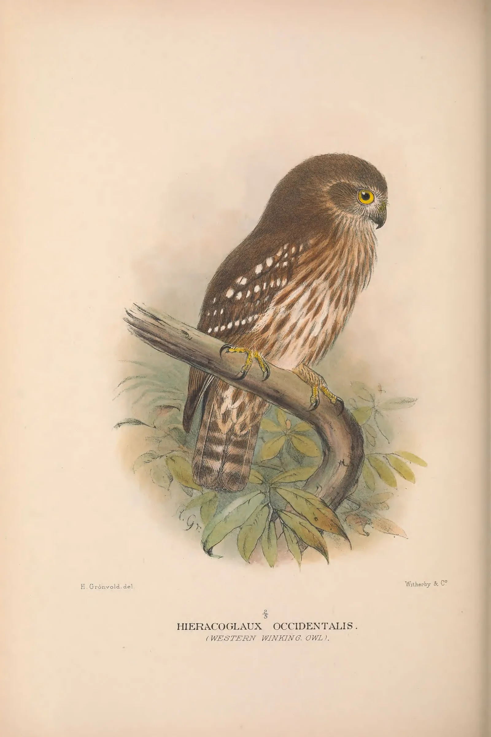 Historical bird plate: Identification needs research