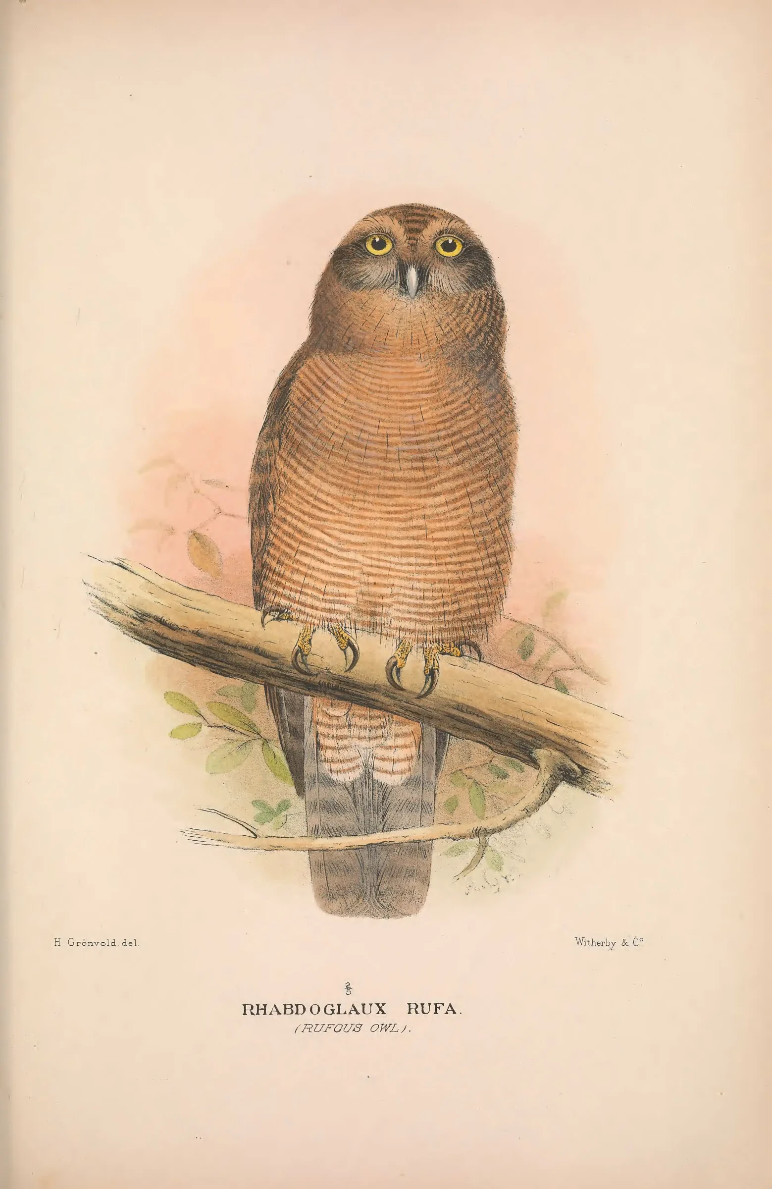 Historical bird plate: Rufous Owl