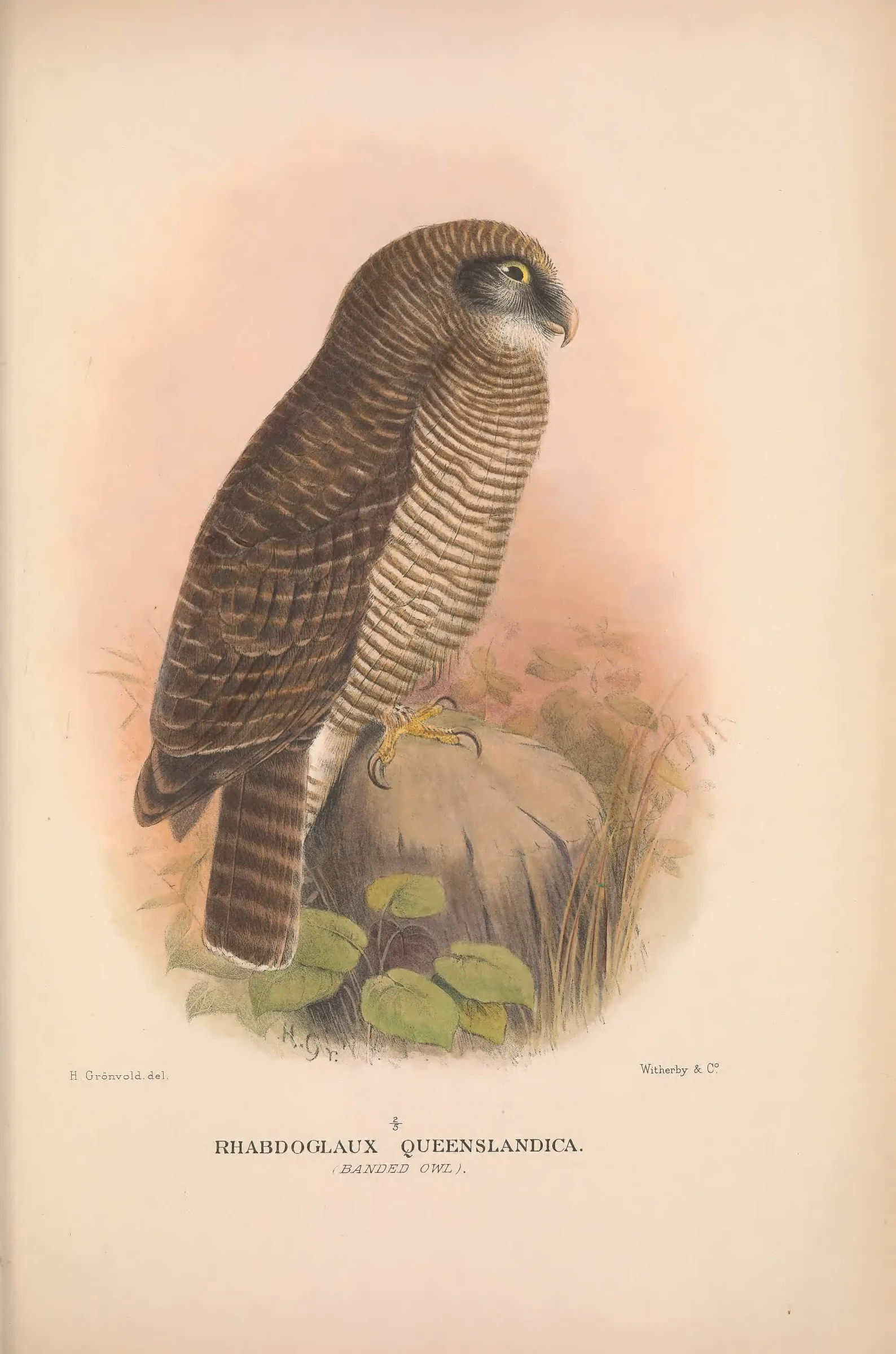 Historical bird plate: Rufous Owl