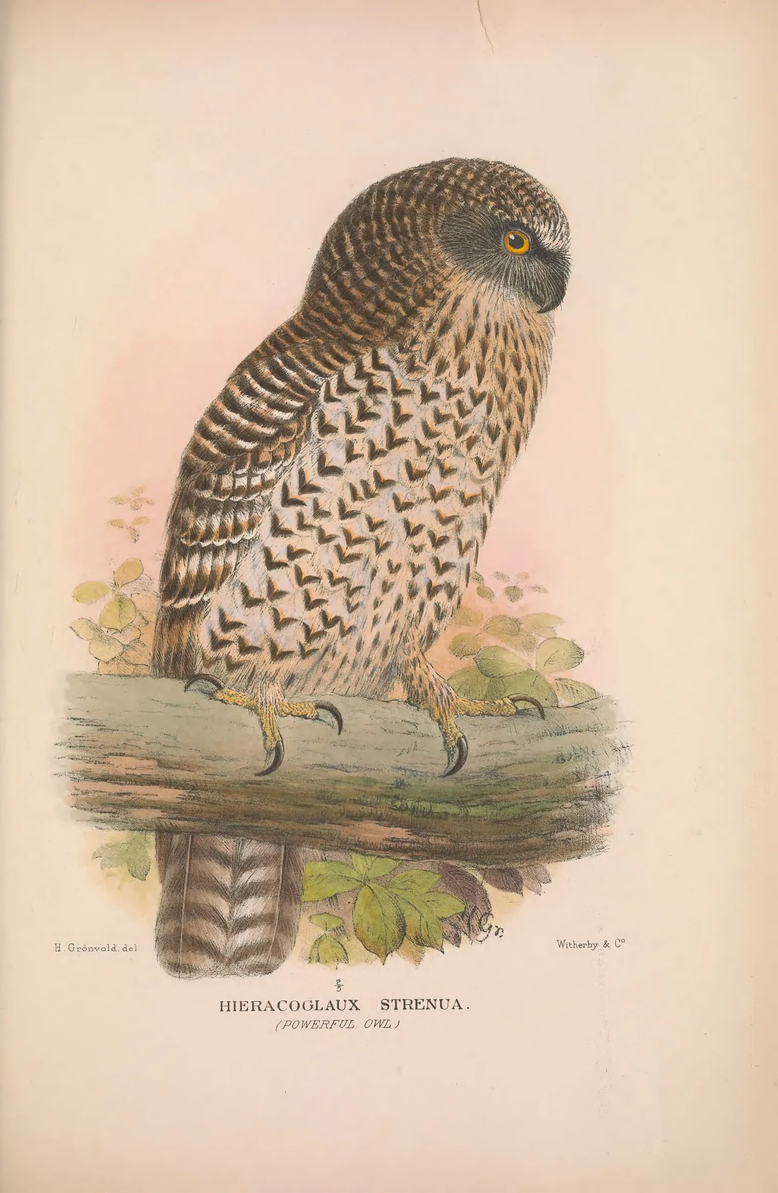 Historical bird plate: Powerful Owl
